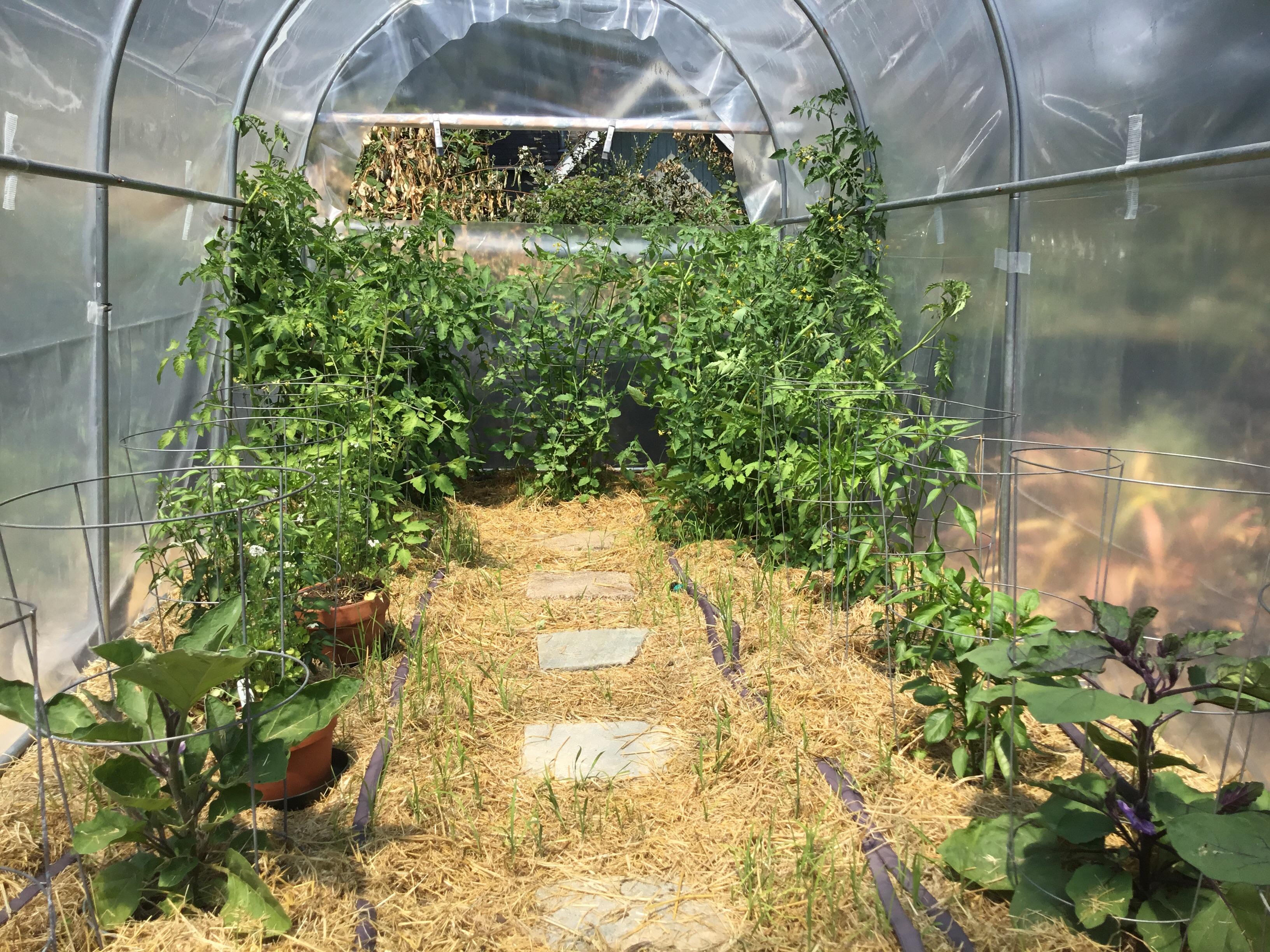 Greenhouse after 5 weeks of growth. Tomatoes, various hot peppers, and