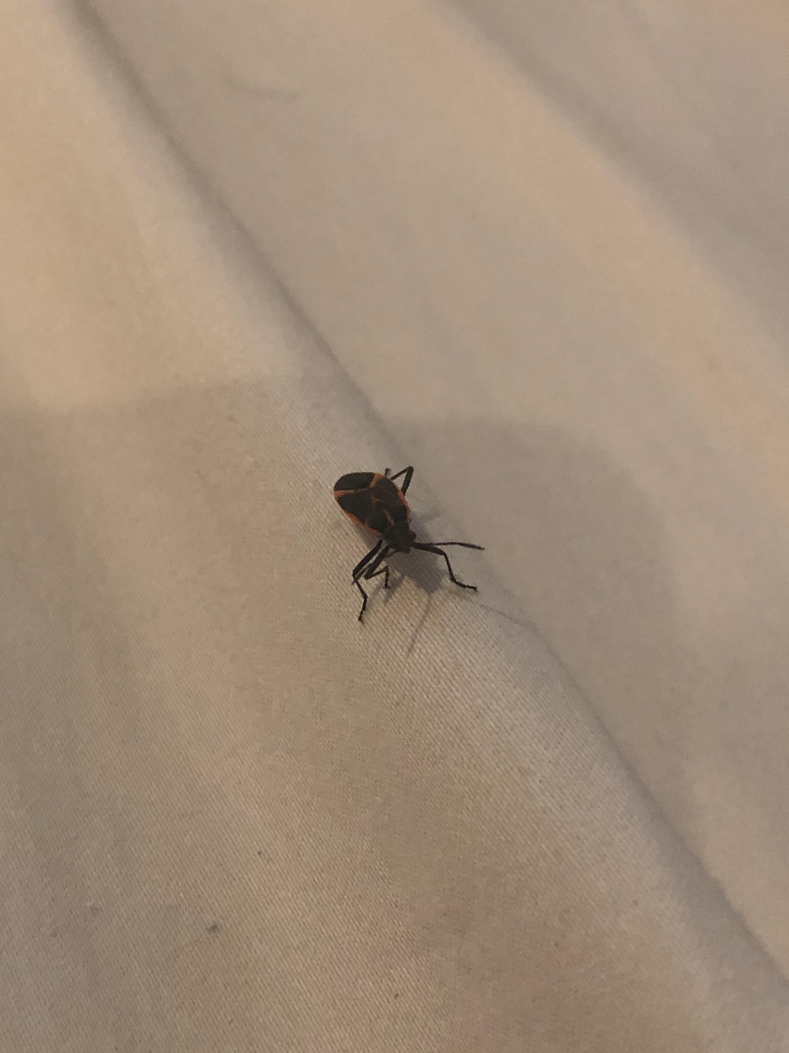 Anyone else notice these “new” bugs around Atlanta? What are they