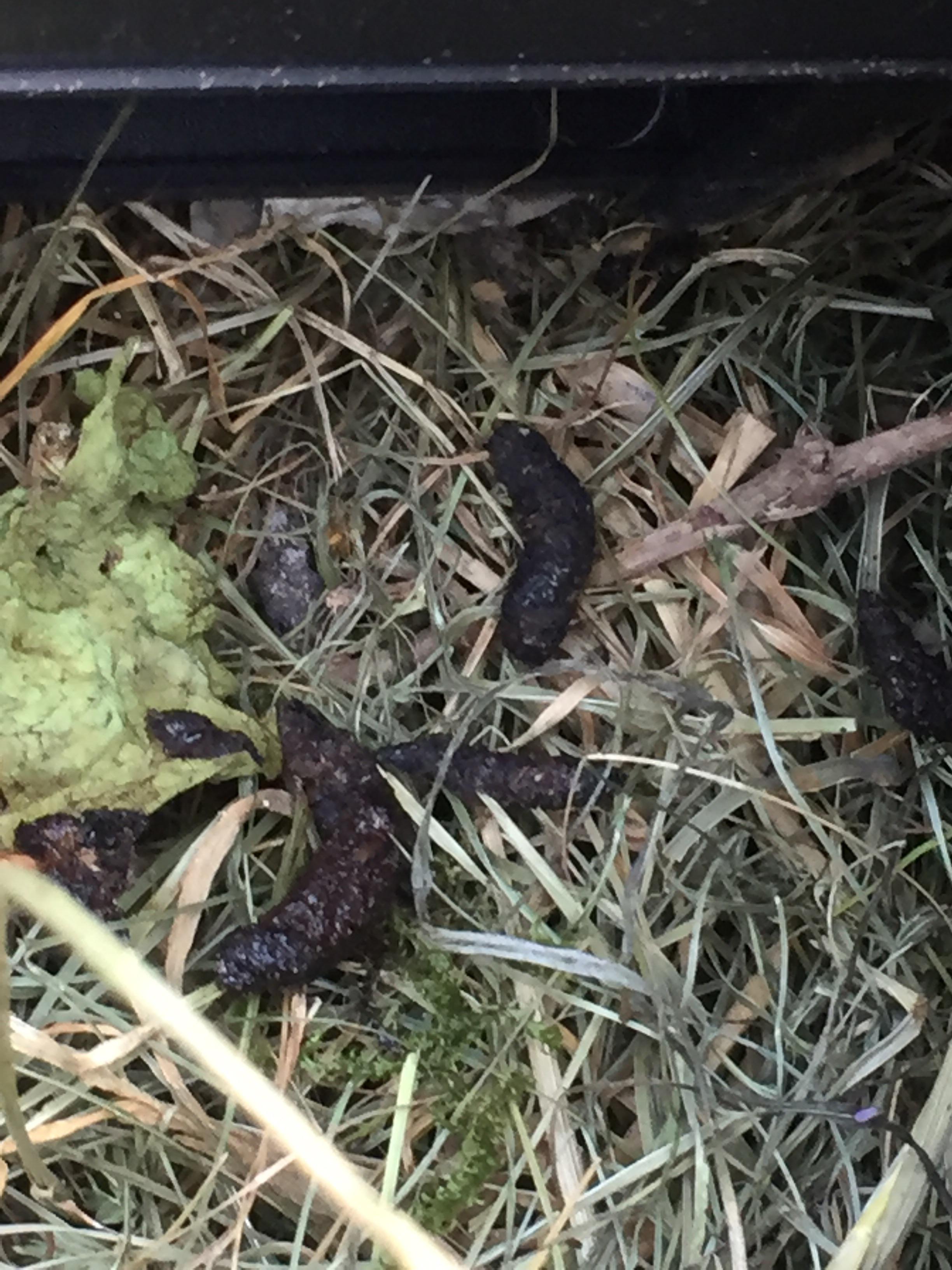 Found poop in our compost and are worried it may be rats. A friend said