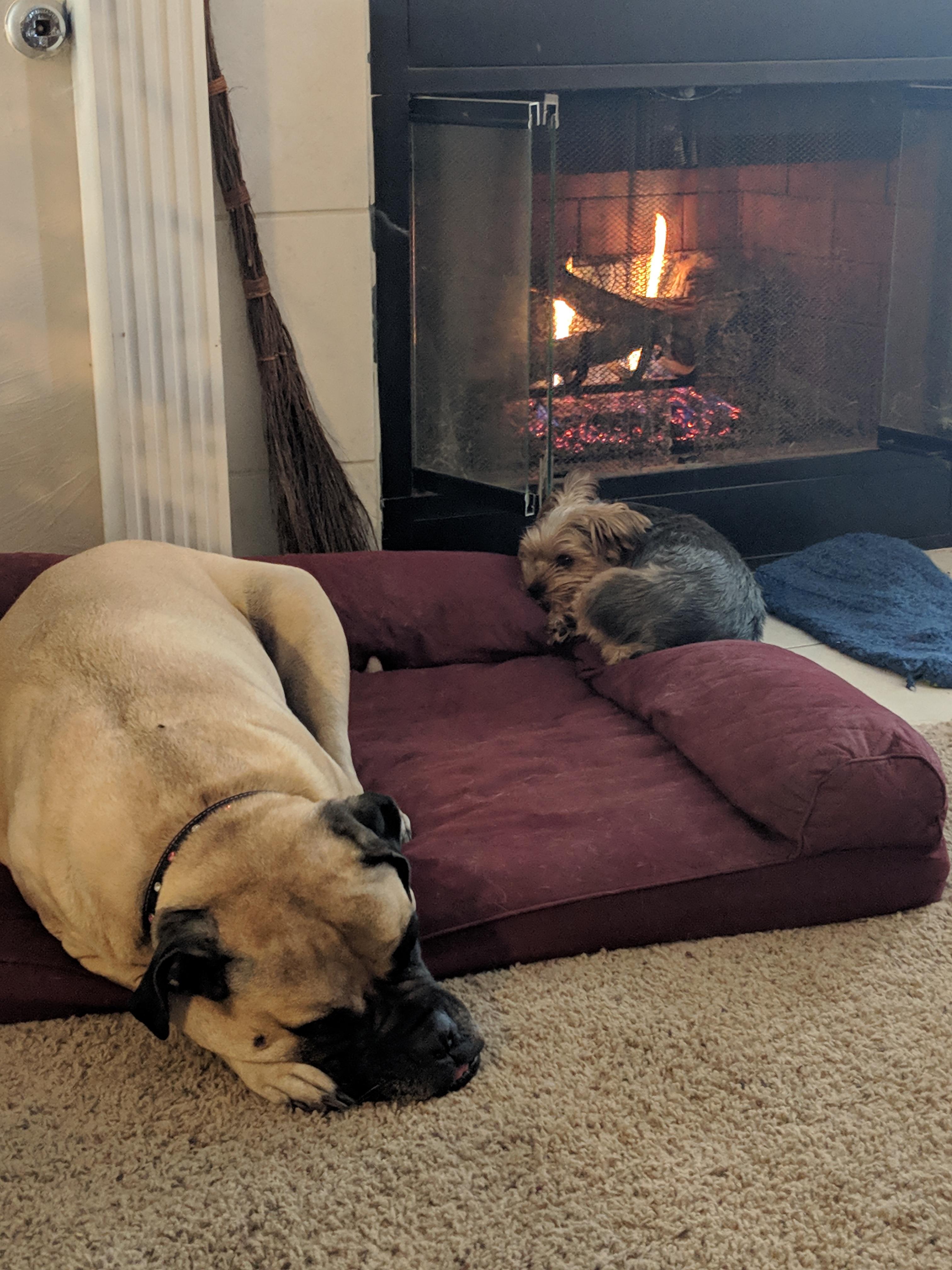 Our Yorkie steals our Bull Mastiff's bed every time the fireplace goes
