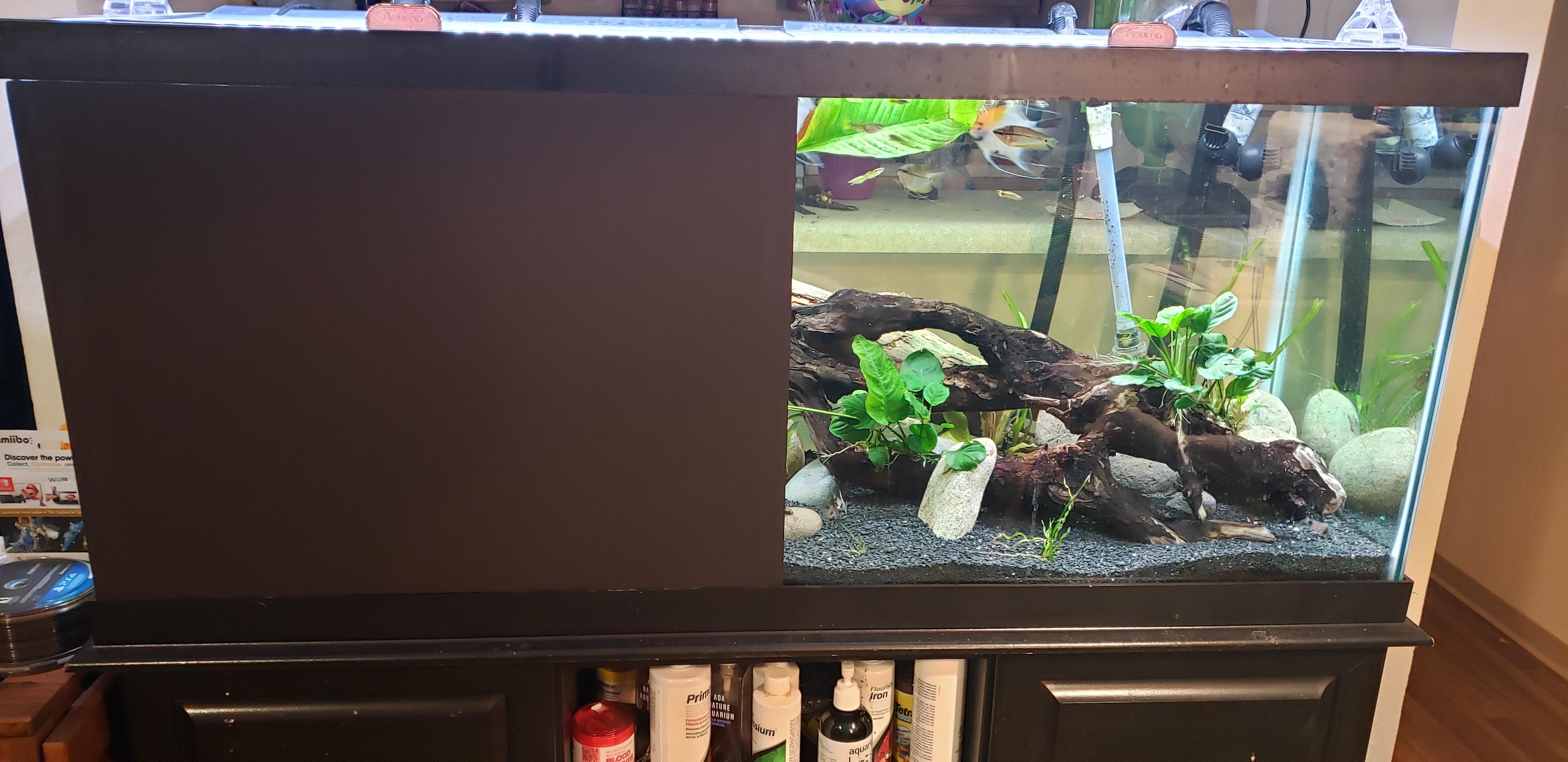 Tổng hợp 100 Black background aquarium Mẫu hình nền đen chất lượng, kèm