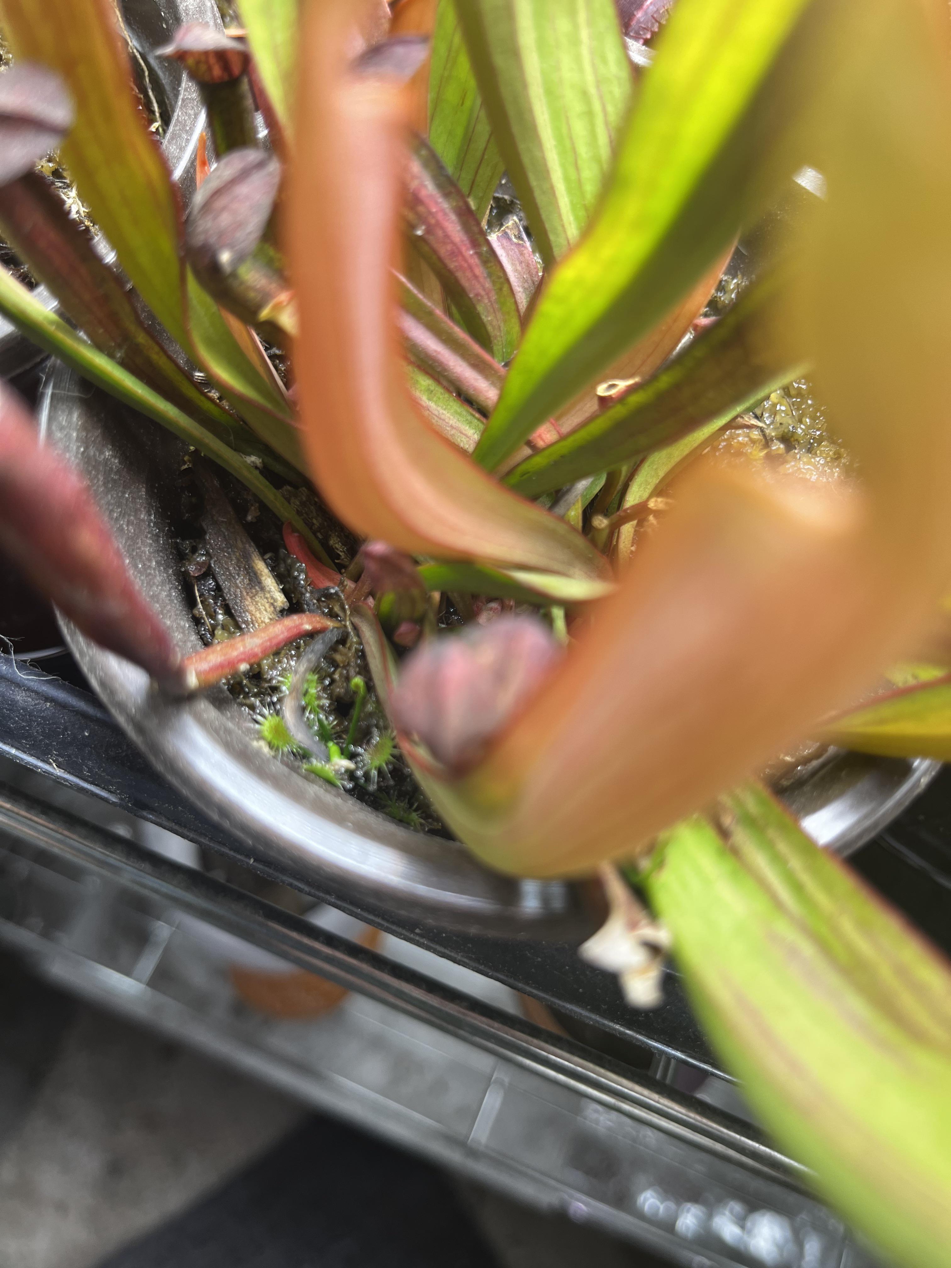 Love finding random sundews in other pots! r/SavageGarden