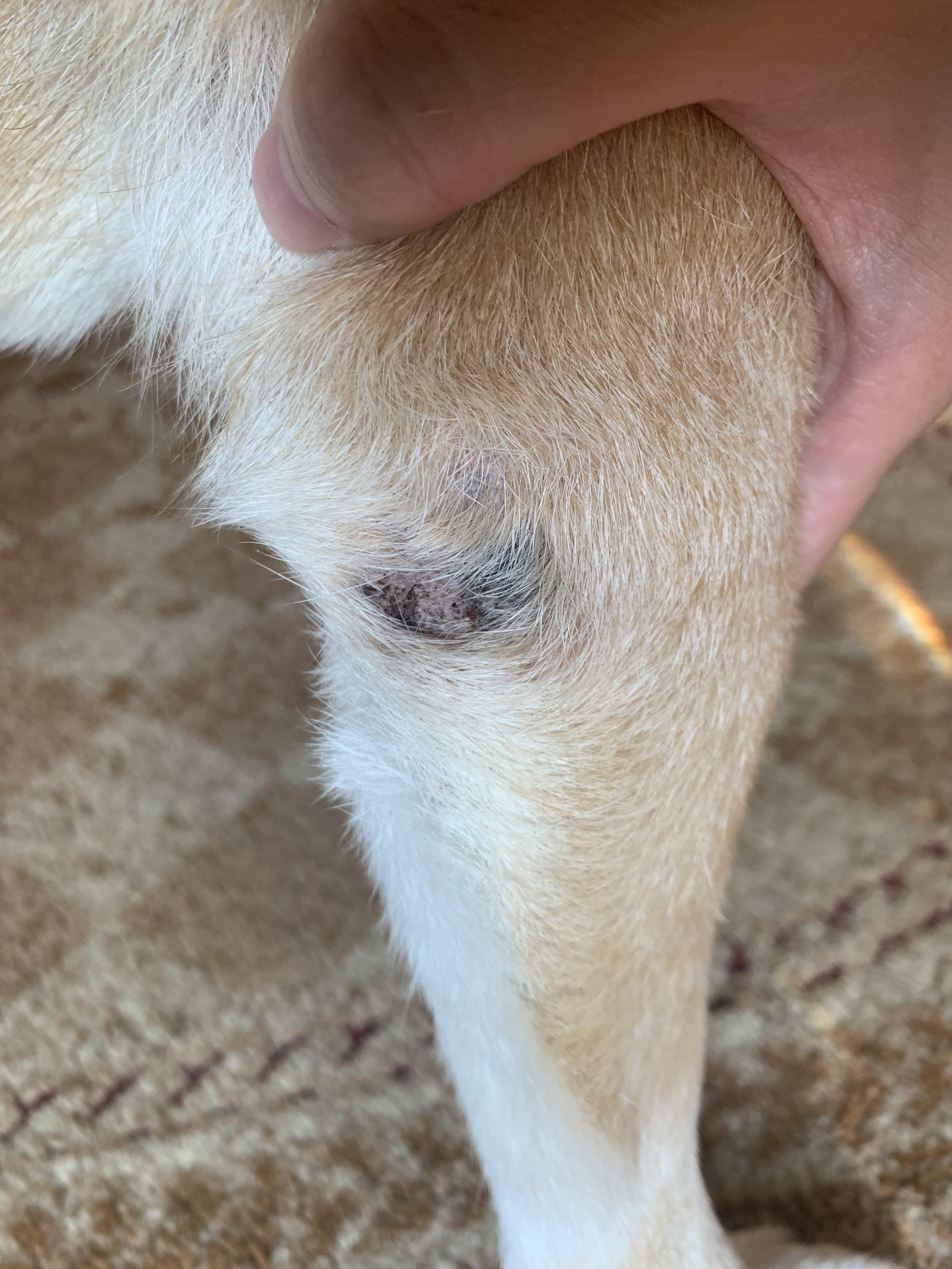 My shiba has this scab on his elbow anything I can do to help? r
