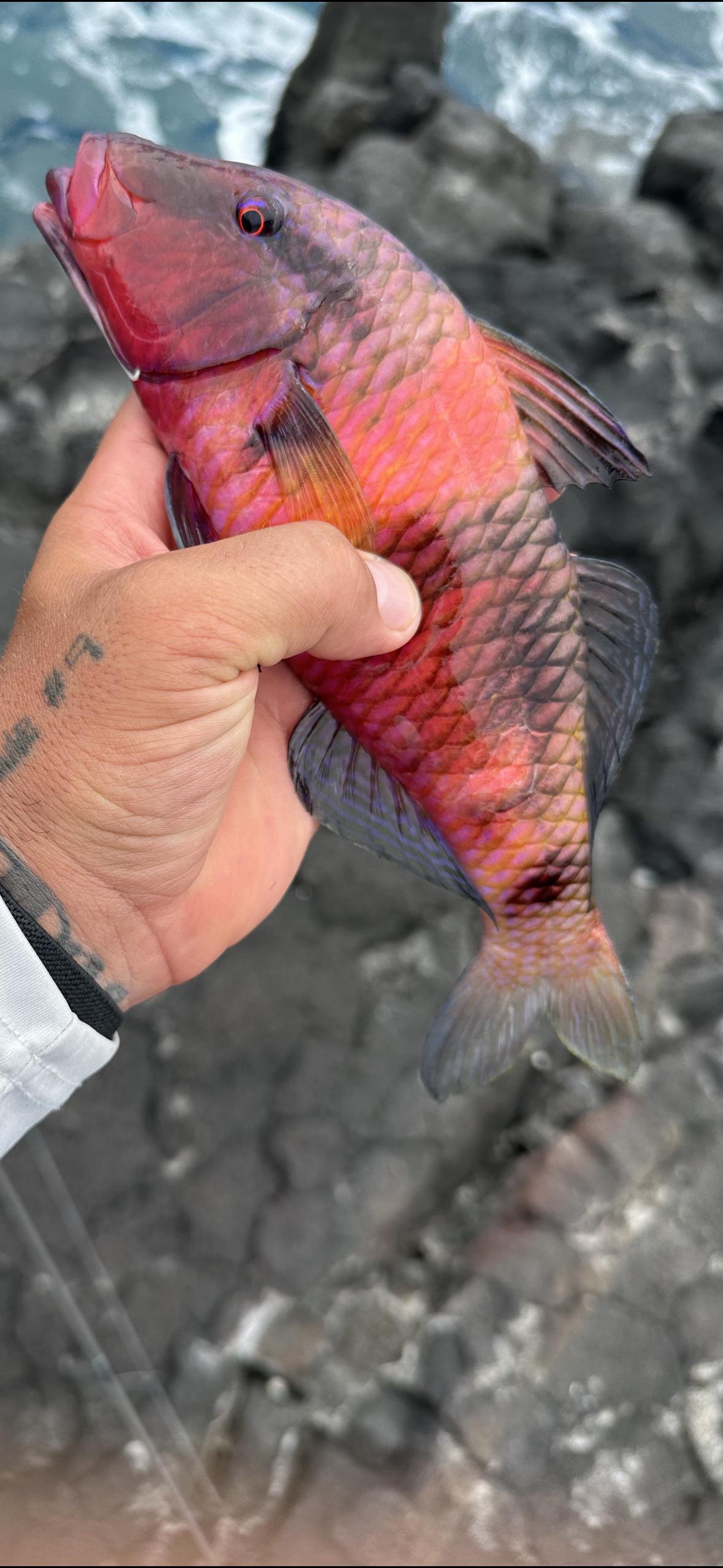 Nice Moano from today. : r/Fishing