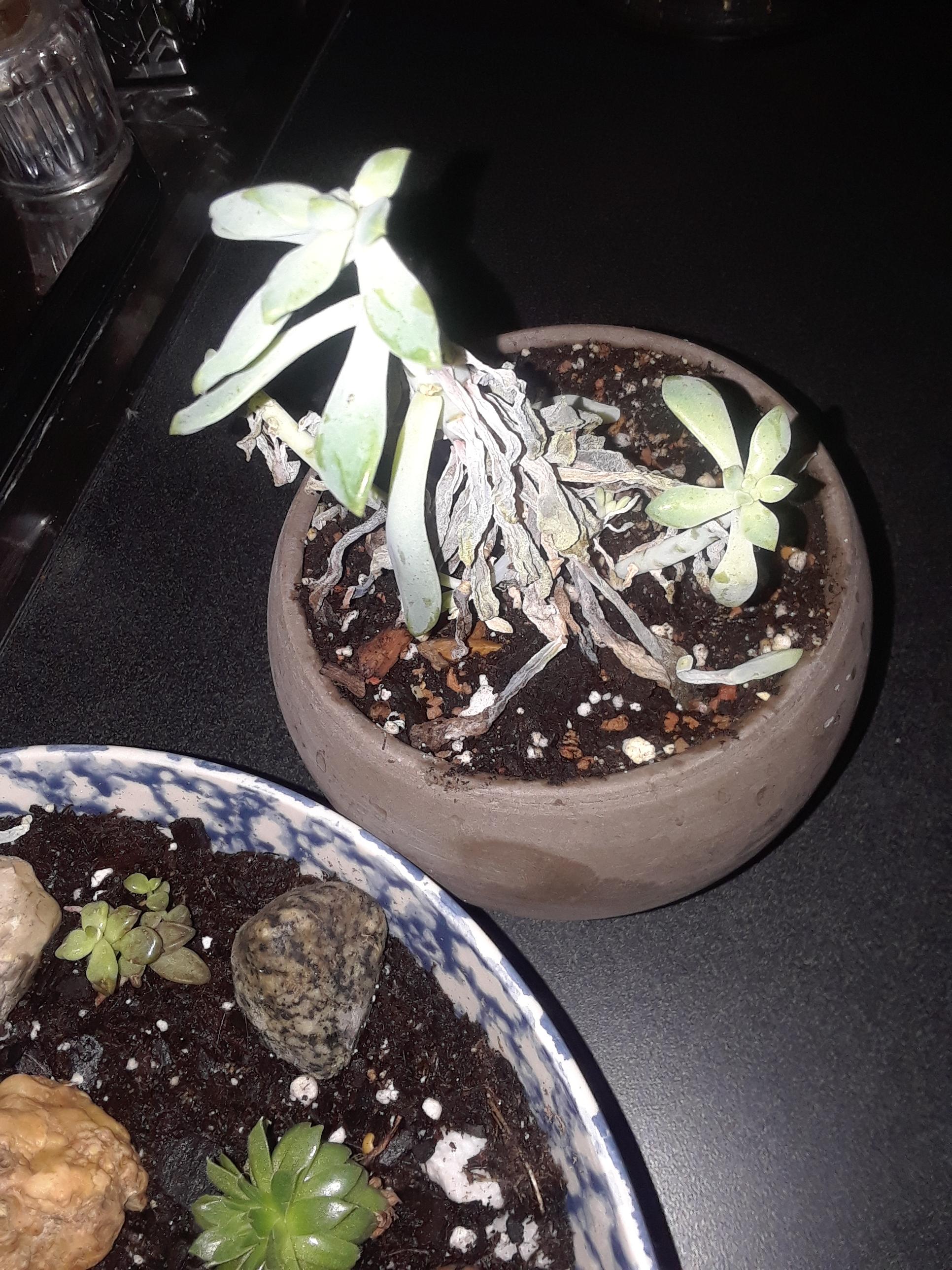Why is my succulent dying? r/succulents
