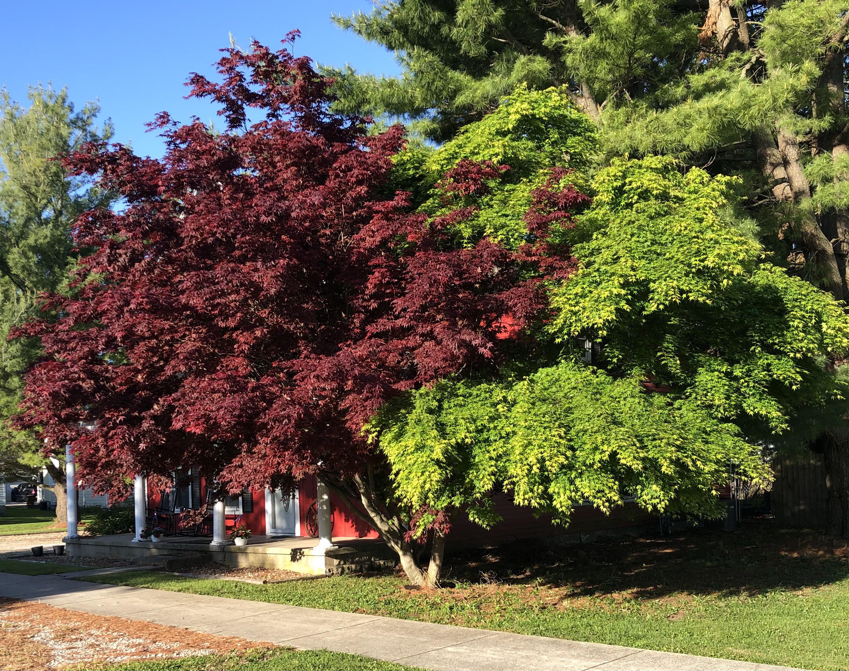 476 best Half Japanese images on Pholder Weezer, Pretty Girls and 23andme