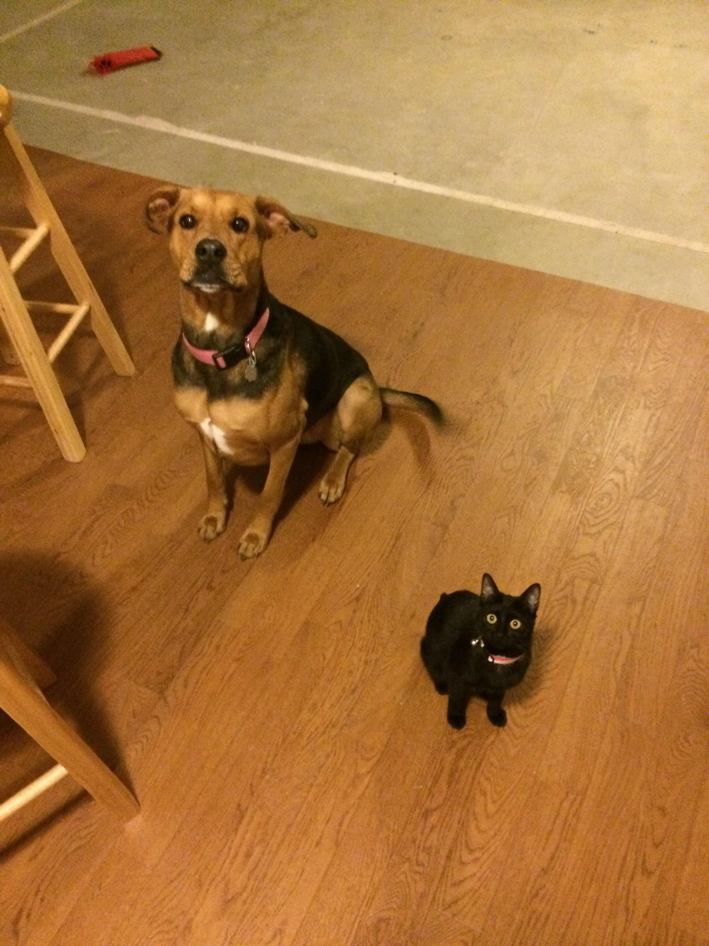I love my dog. The cat's a dick. CatsAndDogsBFF