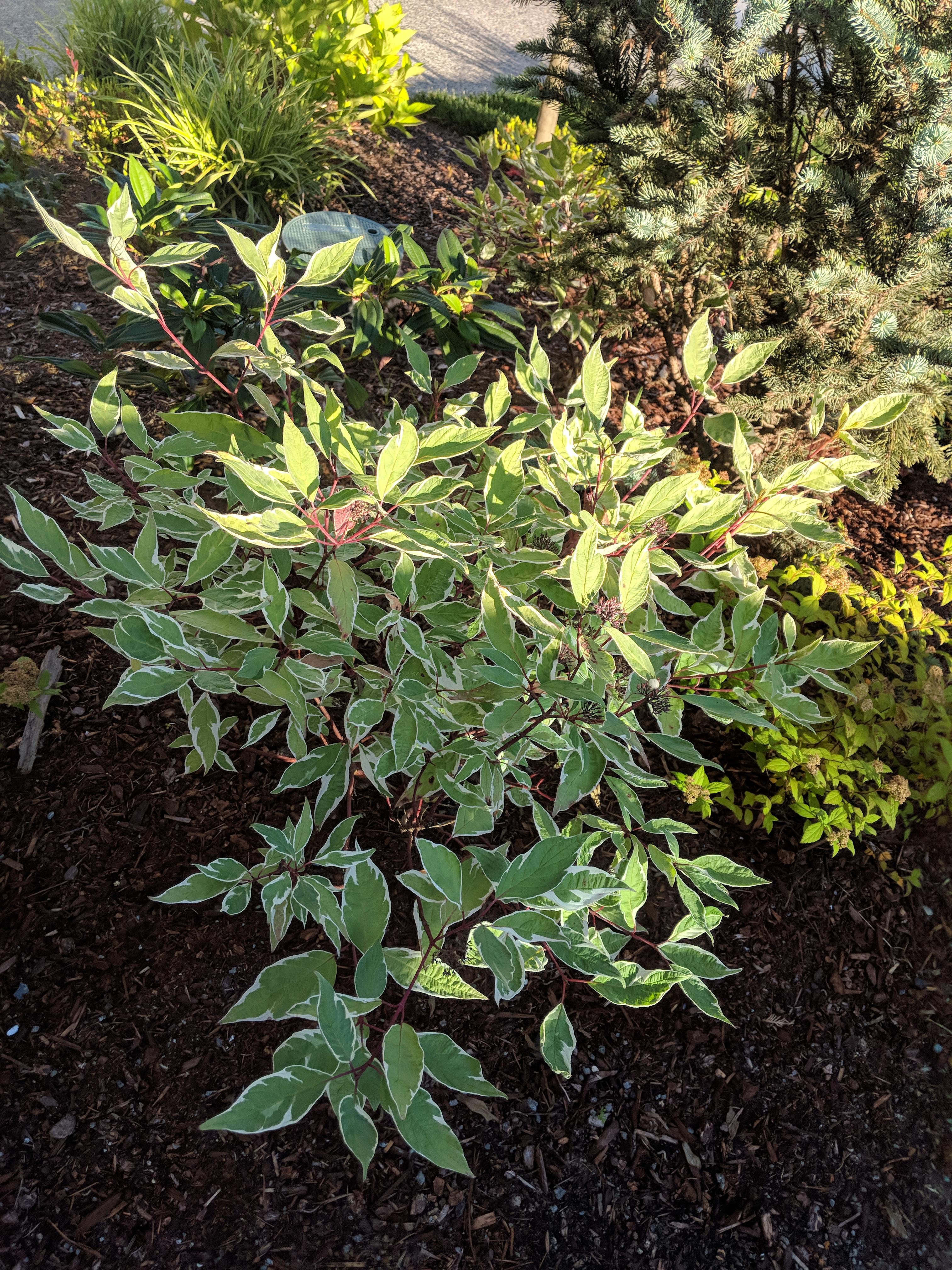 What's this plant? Really starting to grow! Seattle zone 8 r