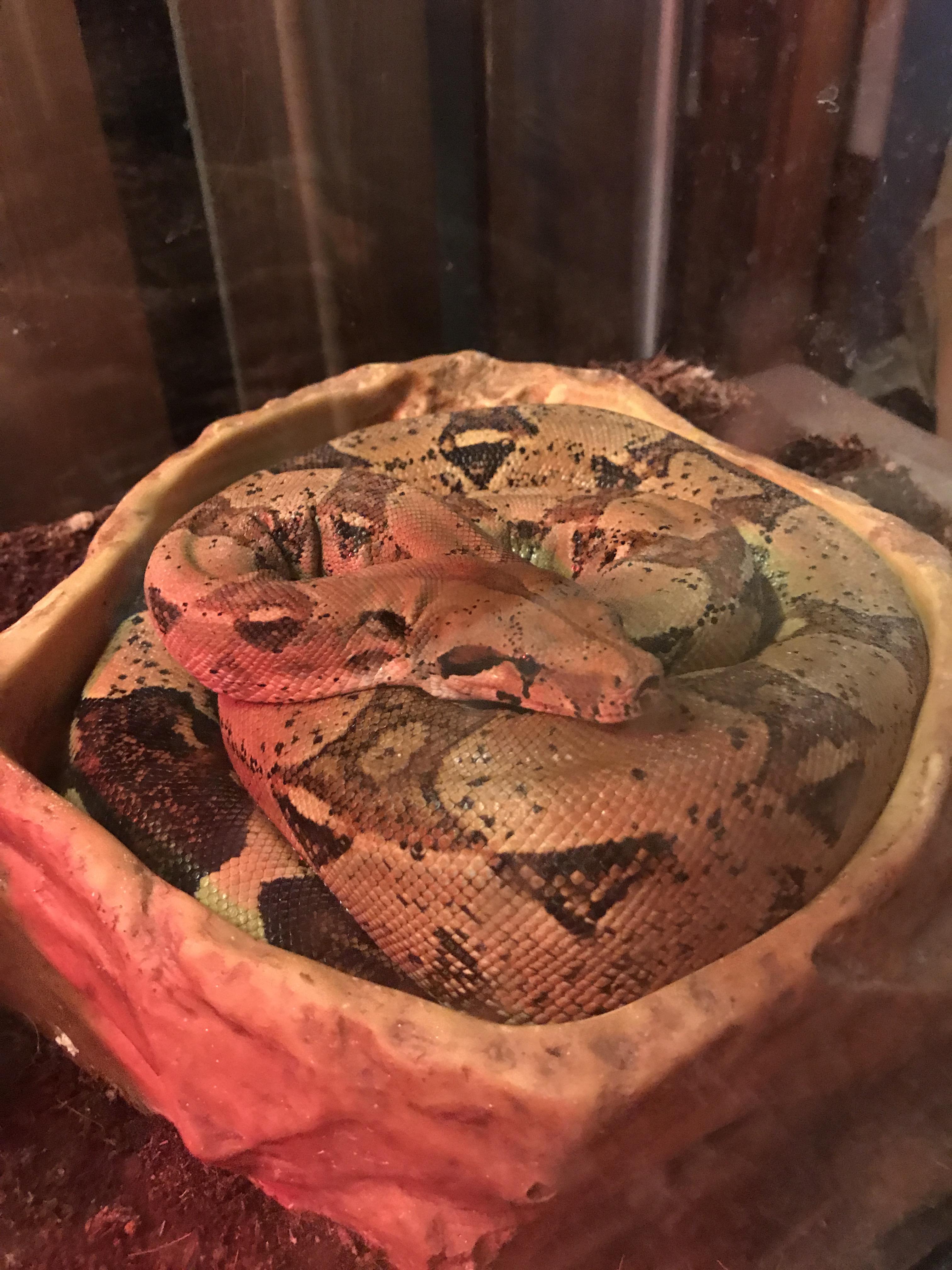 Lola, my redtailed boa. She loves soaking in her water dish! r/snakes