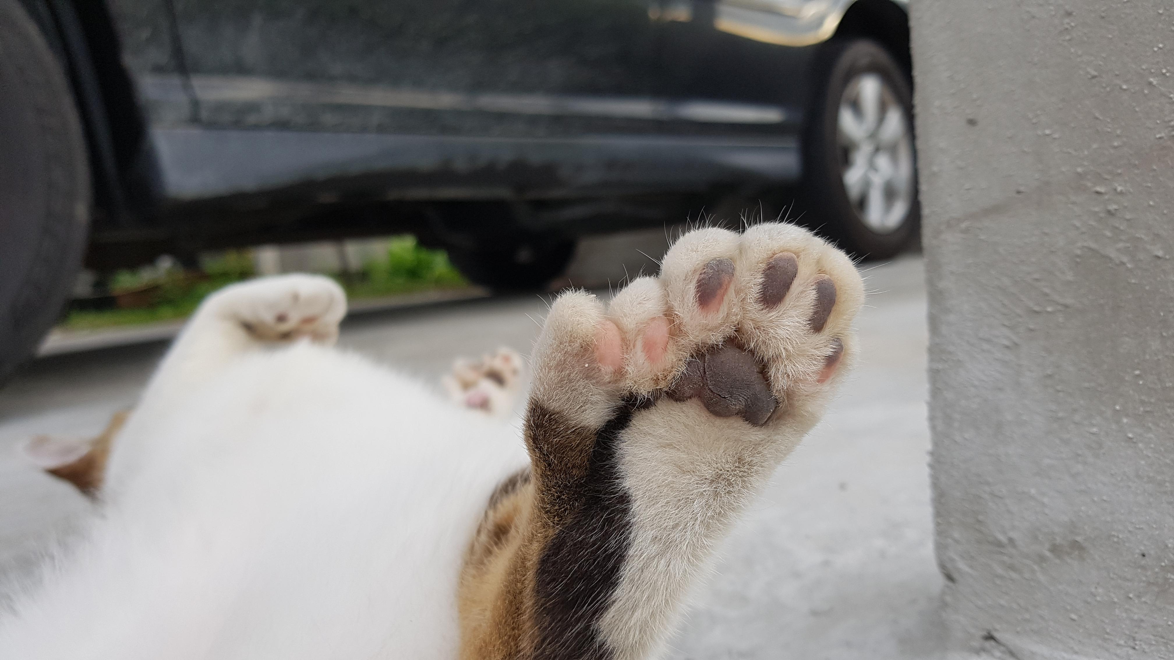 This cat I found with 6 fingers at each paw... Its the same cat too r/mildlyinteresting