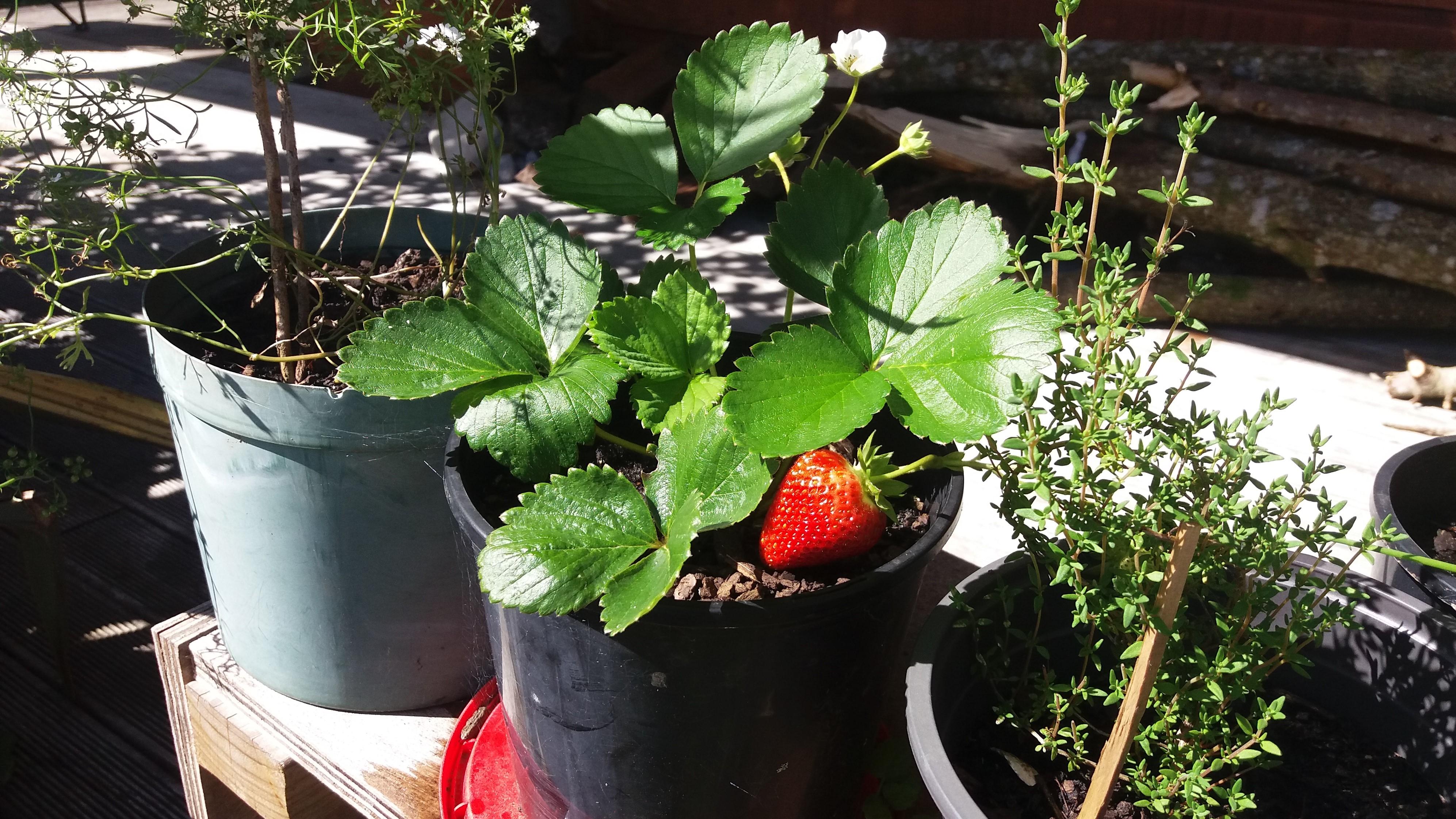 Found a strawberry plant dying under some weeds a couple of months ago