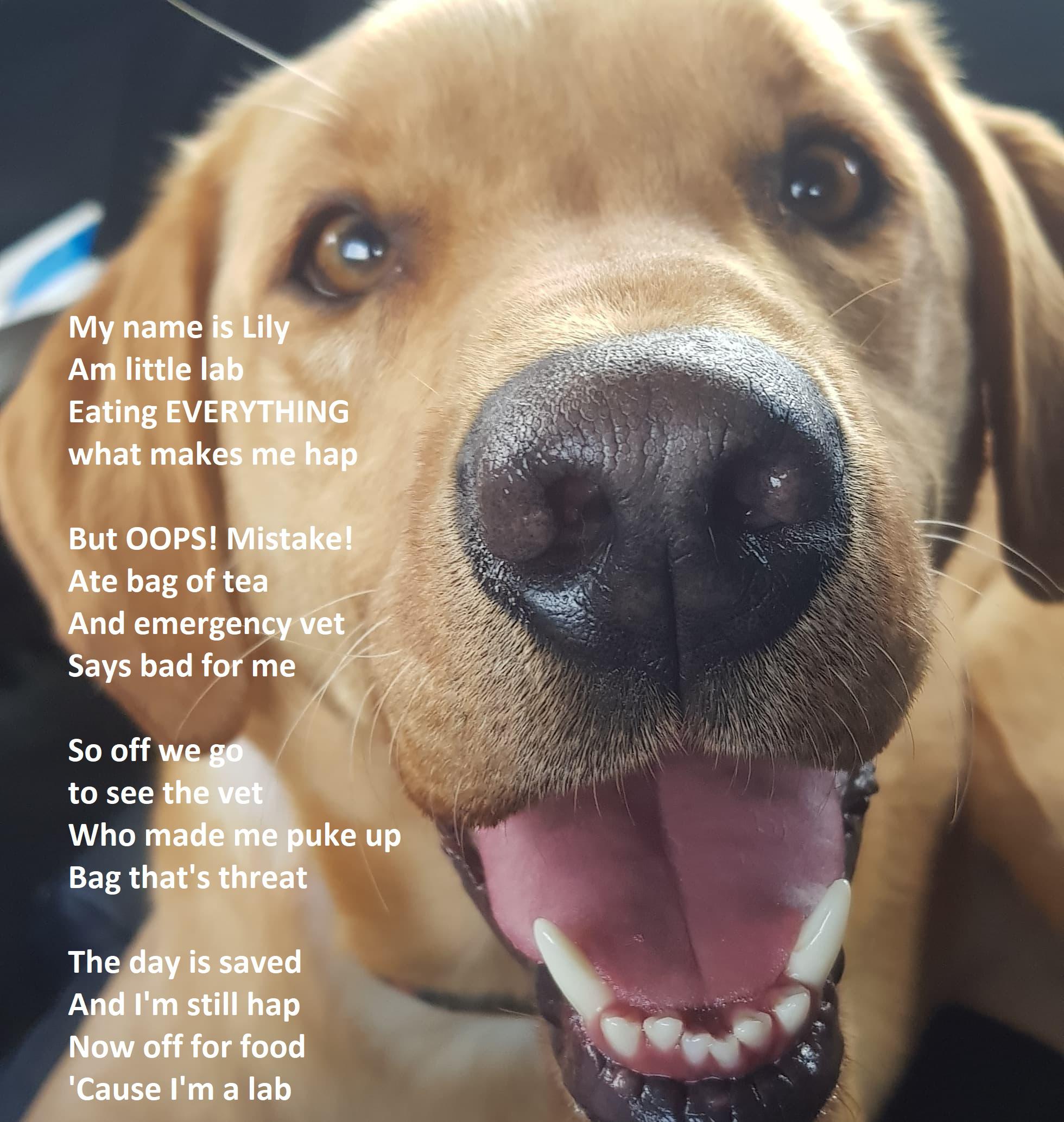 Are Tea Bags Safe For Dogs