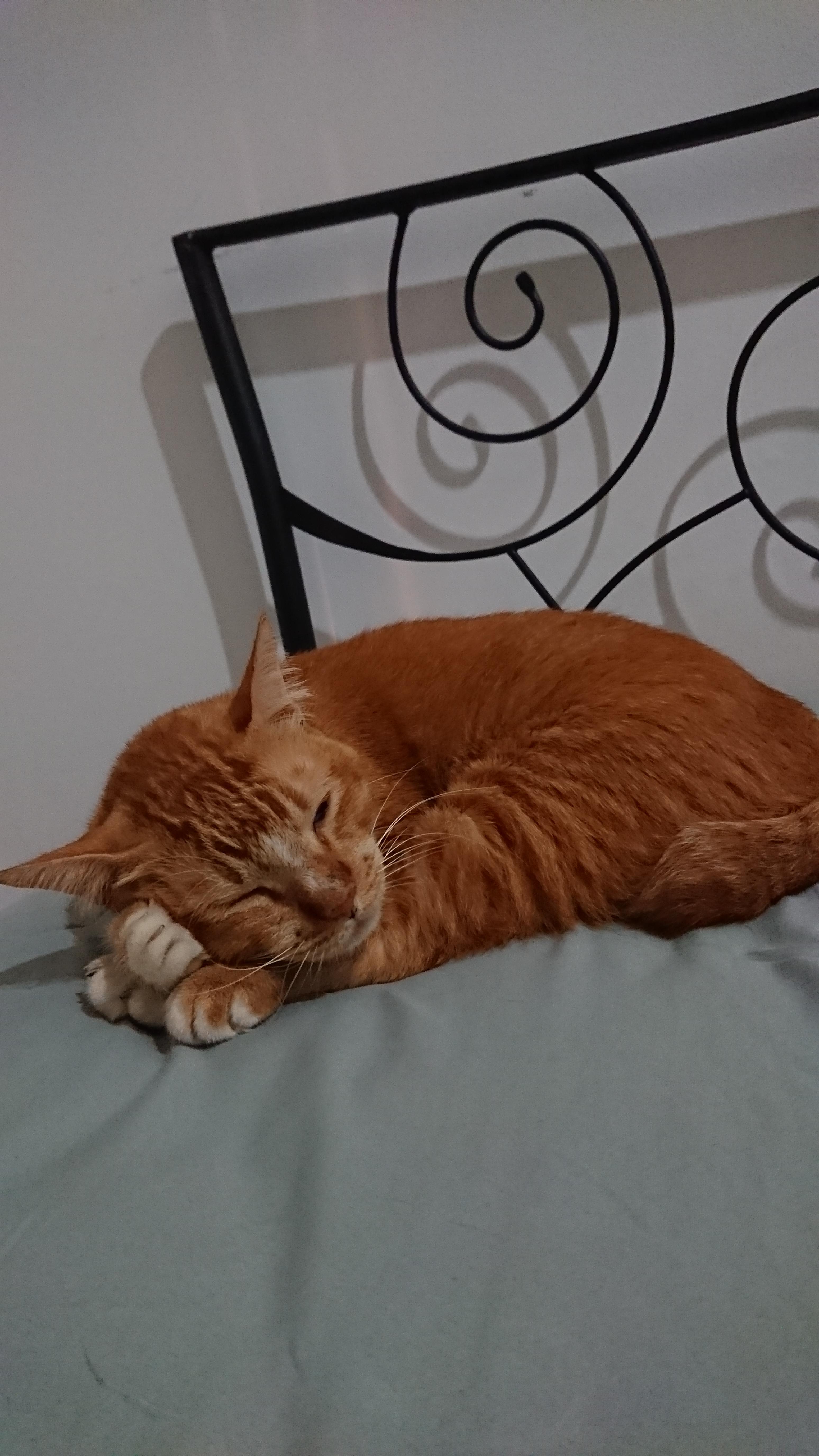 My cat sleeping on all four paws r/aww