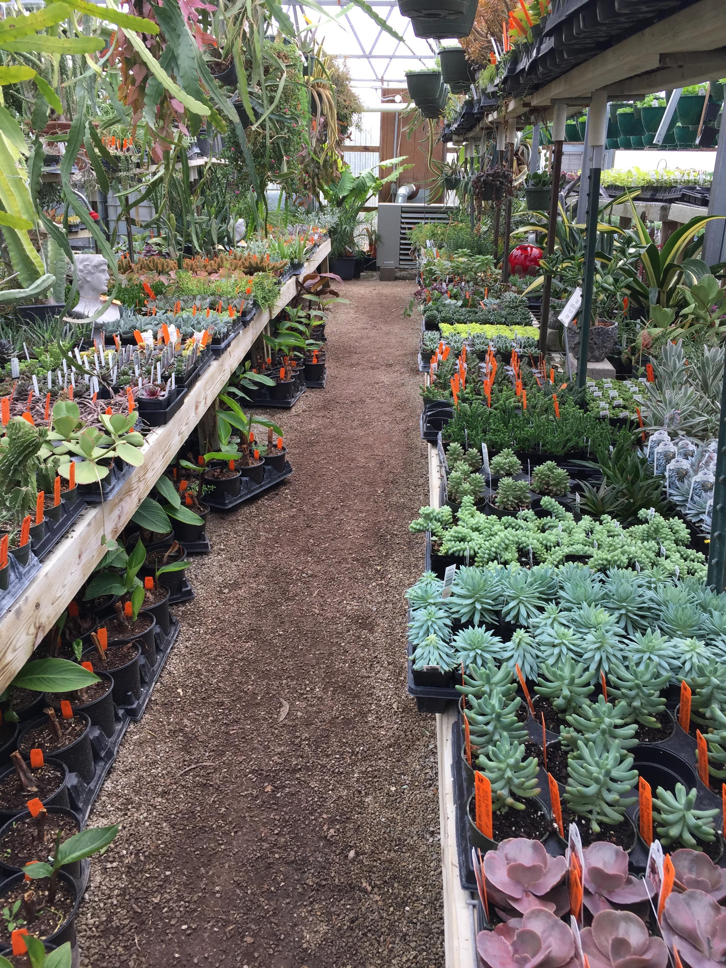 Beautiful local greenhouse. r/succulents