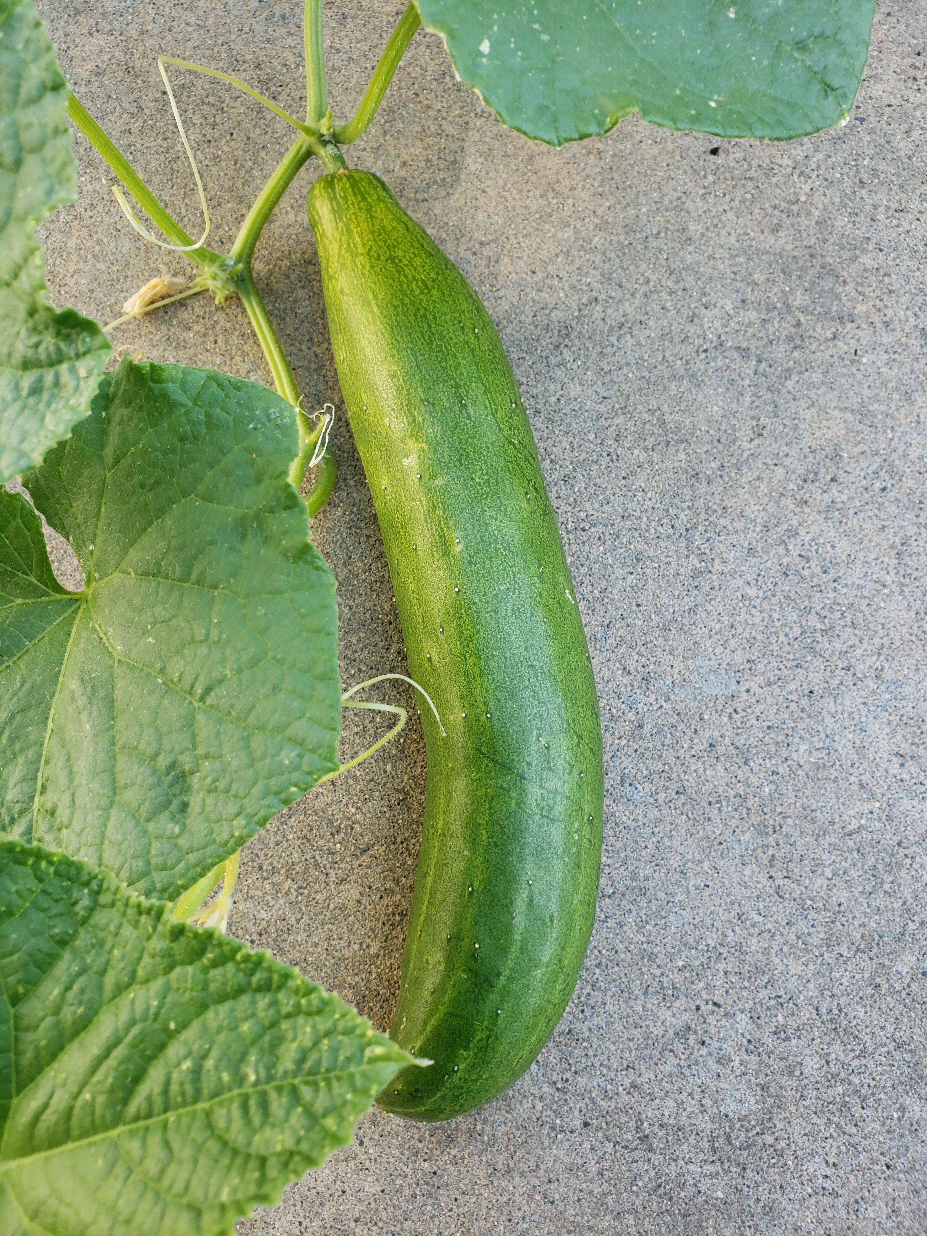 Would you say this is ready to pick? It's about 910 inches (Burpless