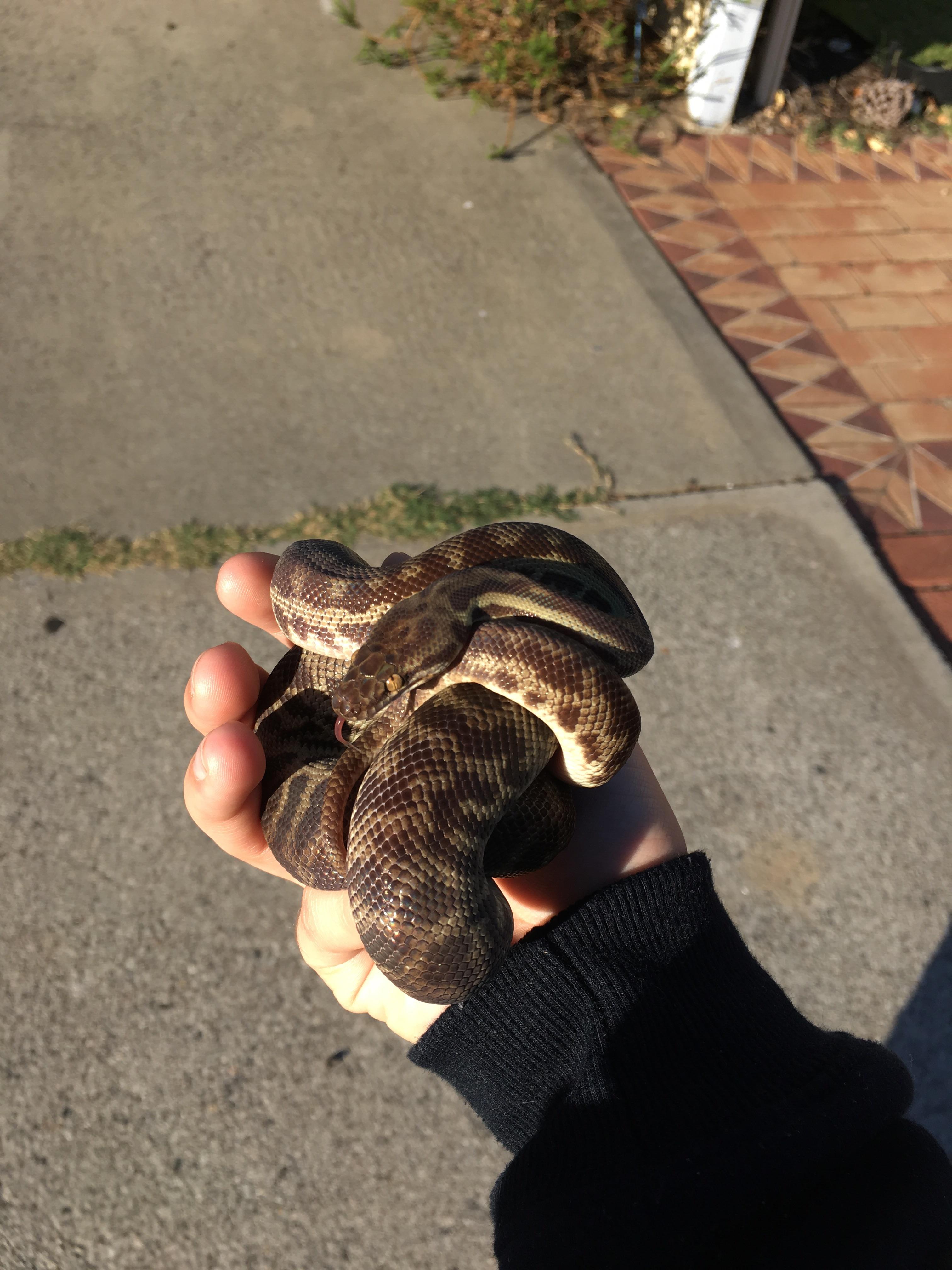 ball python australian edition r/snakes