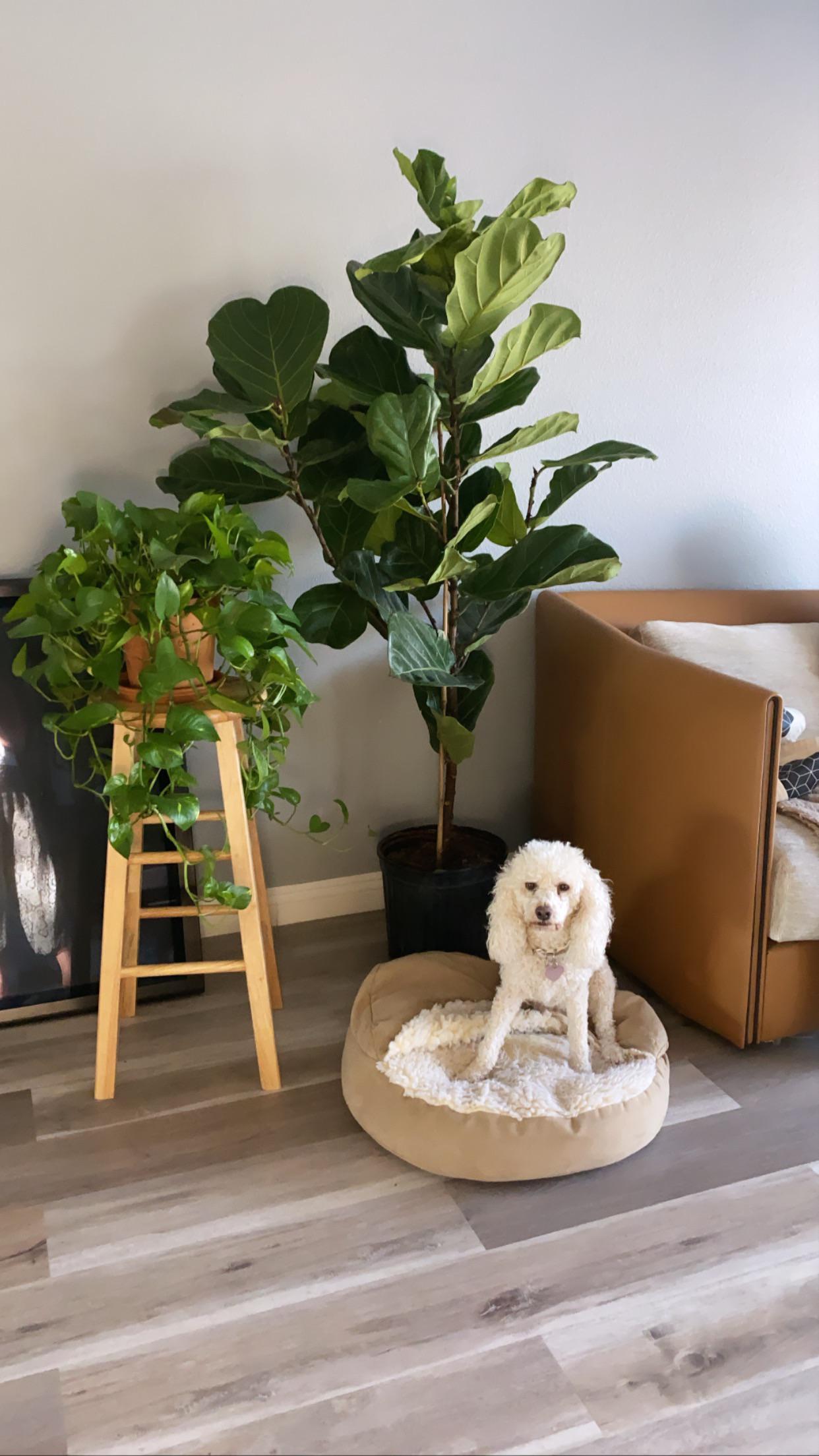 COSTCO IS HAVING A 30 FIDDLE LEAF SALE YA’LL r/fiddleleaffig