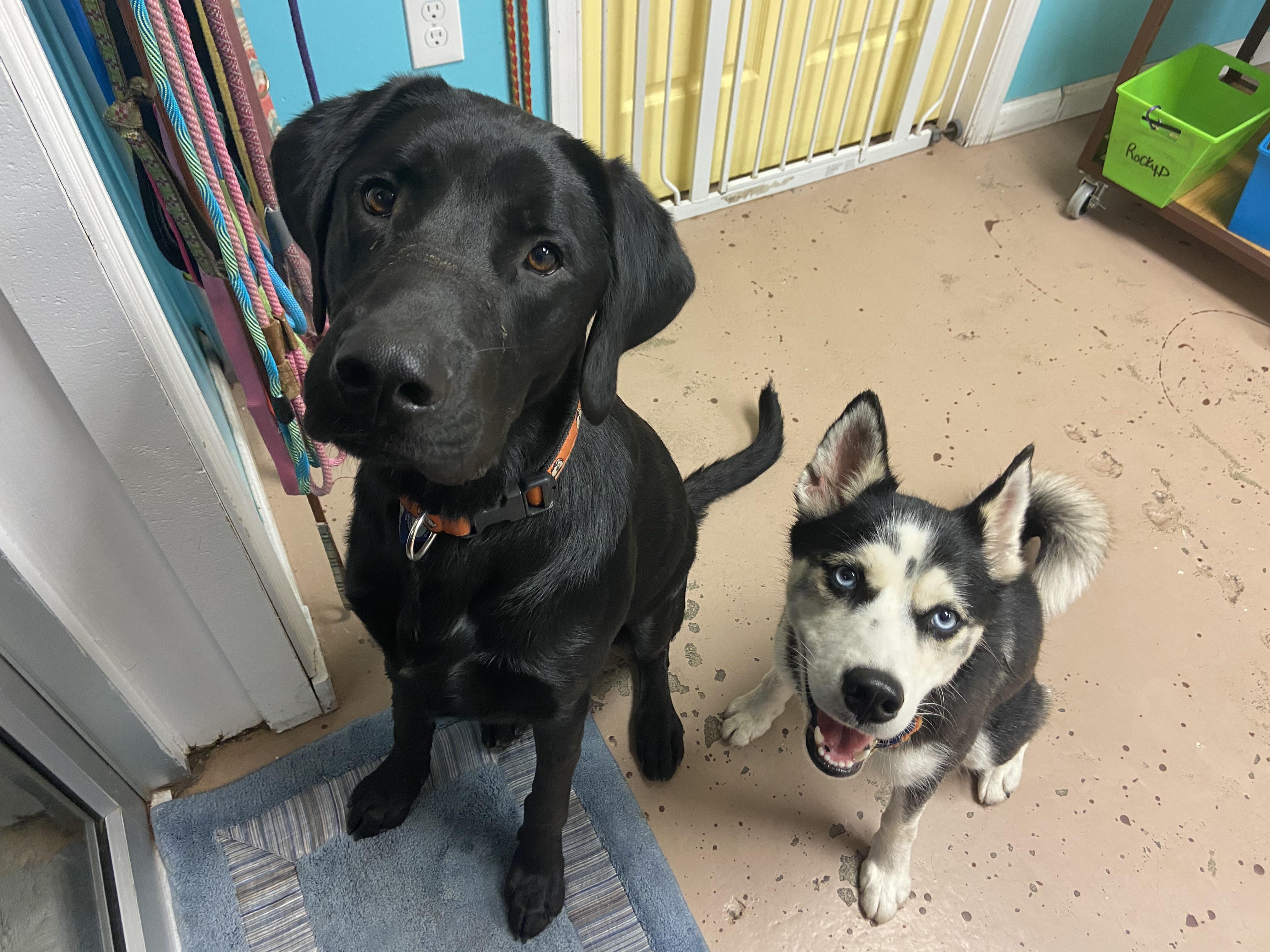 XL Black Lab & XS Husky make for best friends r/husky