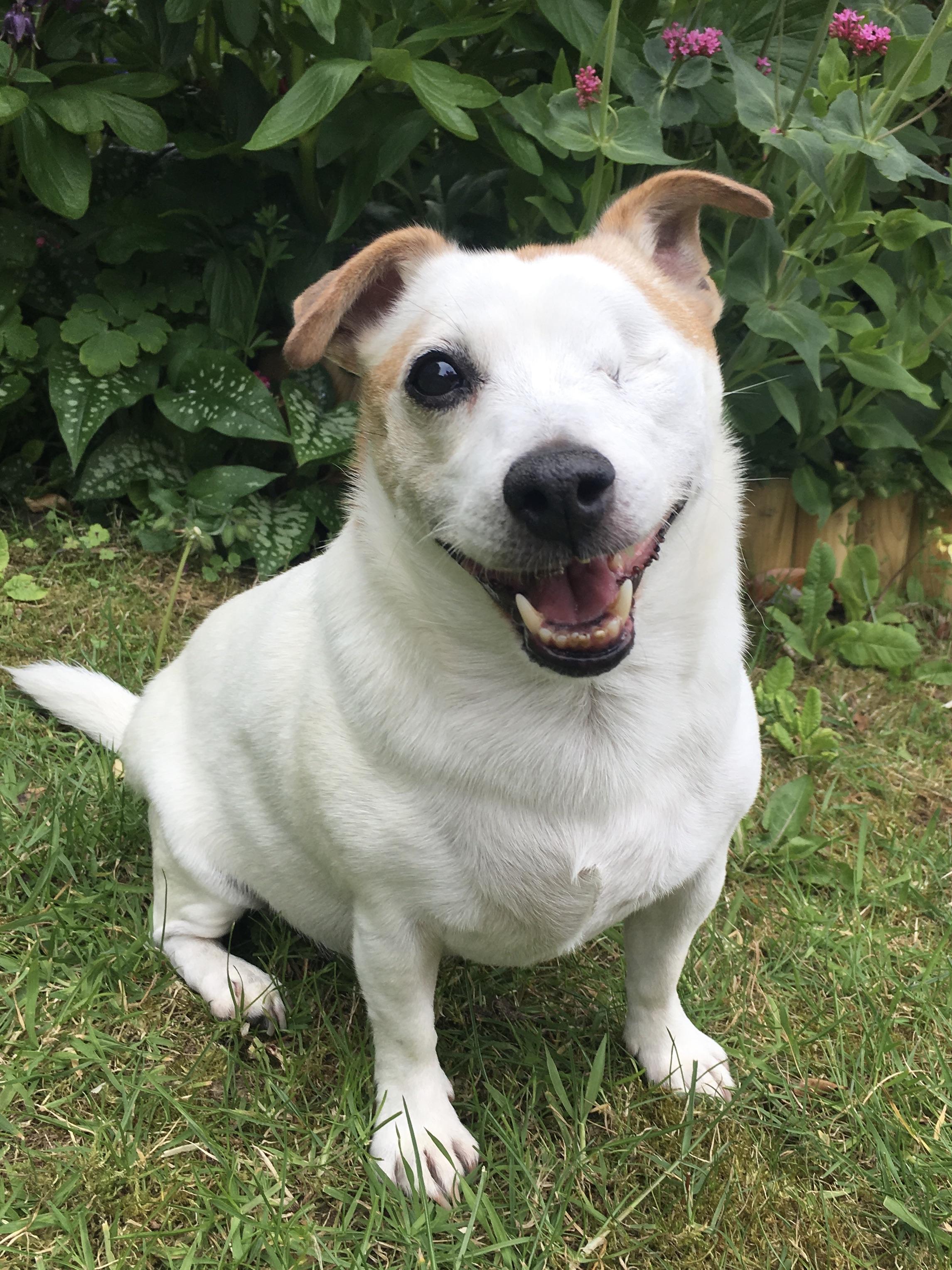 Here’s a picture of my one eyed Jack Russel, have a nice day! r/aww