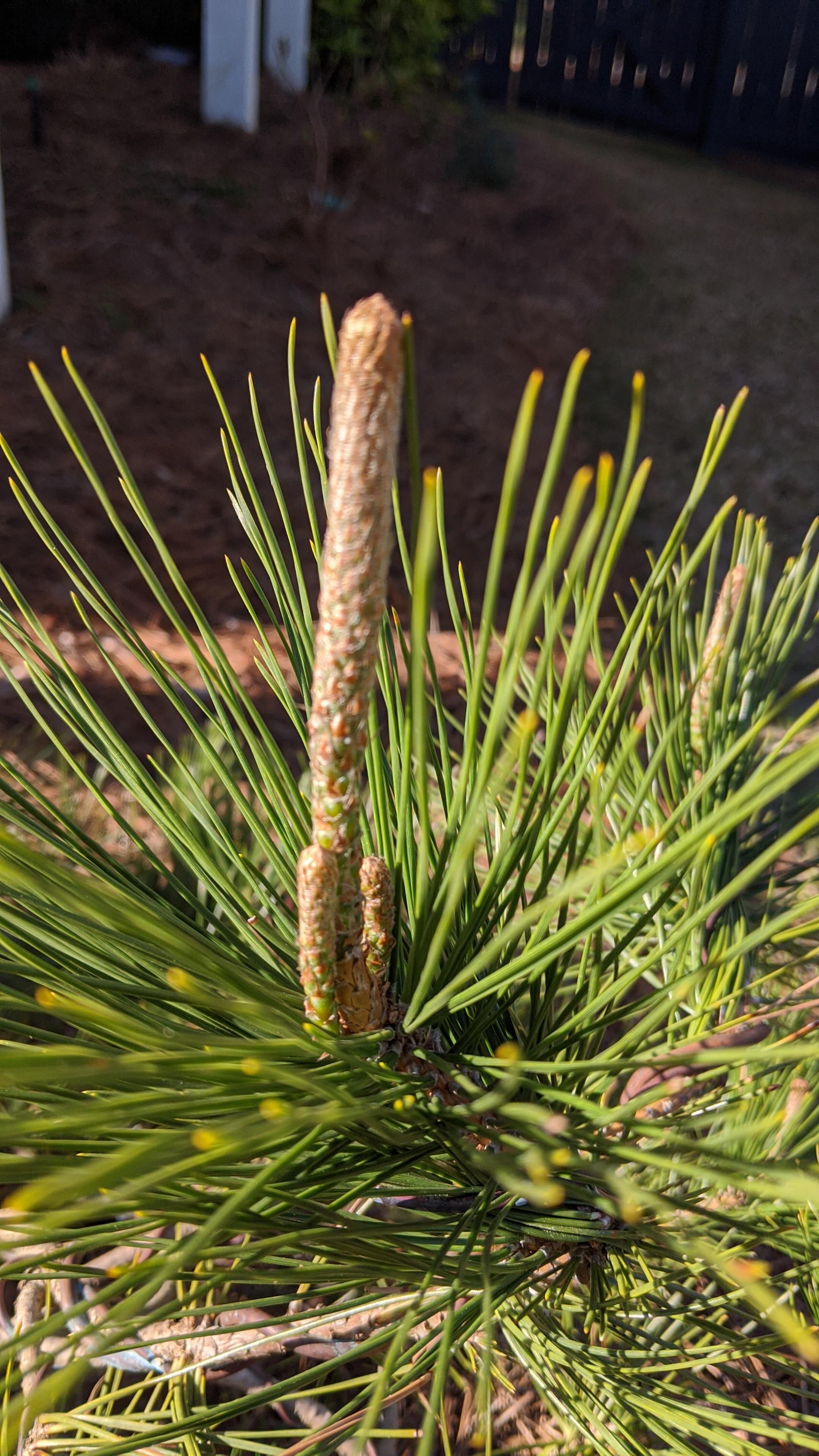 Candles on my inground Japanese Black Pine elongating. Love it. r/Bonsai