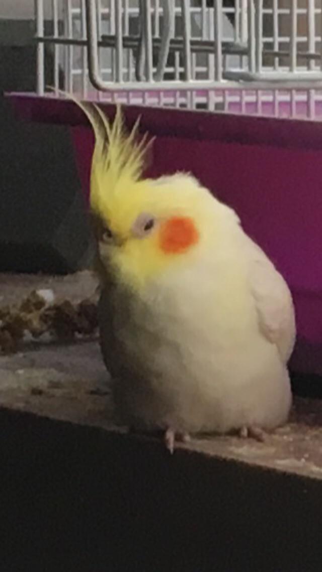 The new half melted candle from goop. r/cockatiel