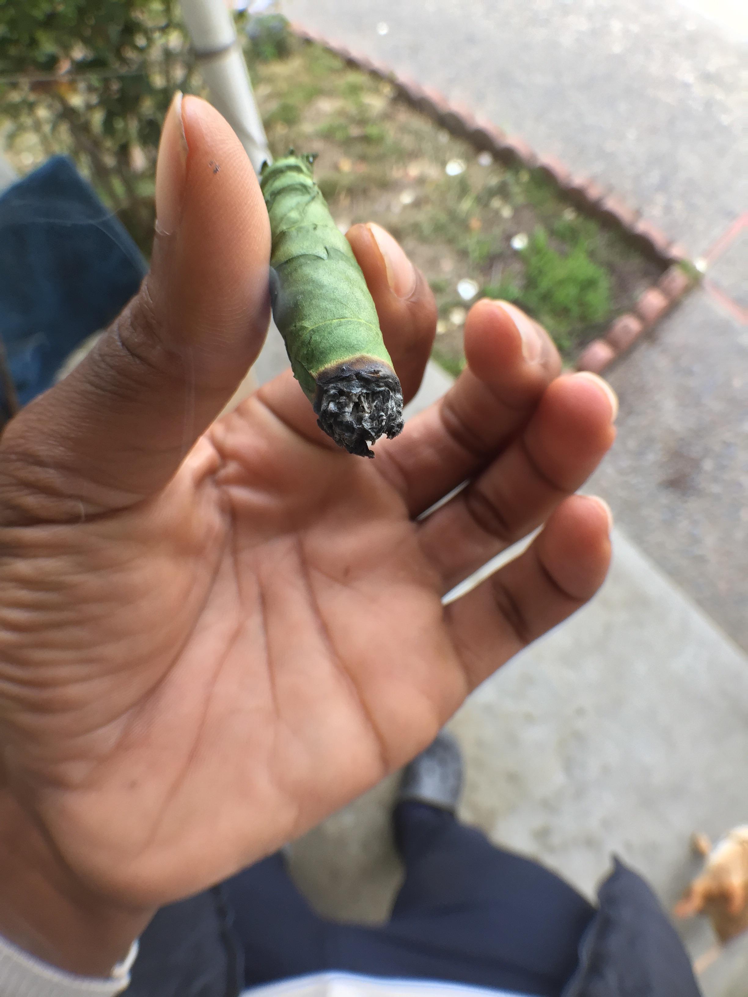 100 weed blunt aka Thai stick for ol’ heads r/ArtOfRolling