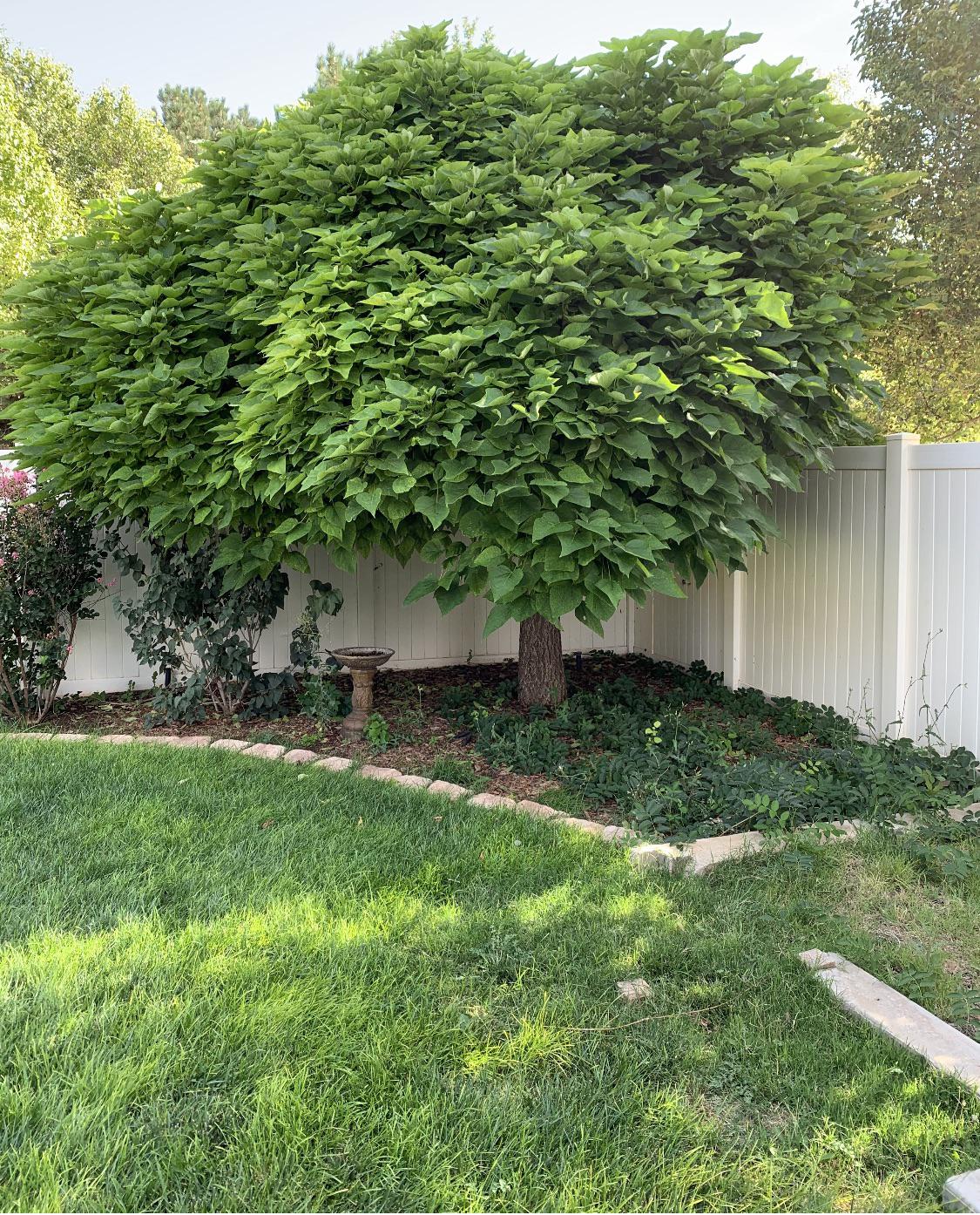 Can anyone identify this tree in my friend’s backyard in New Mexico