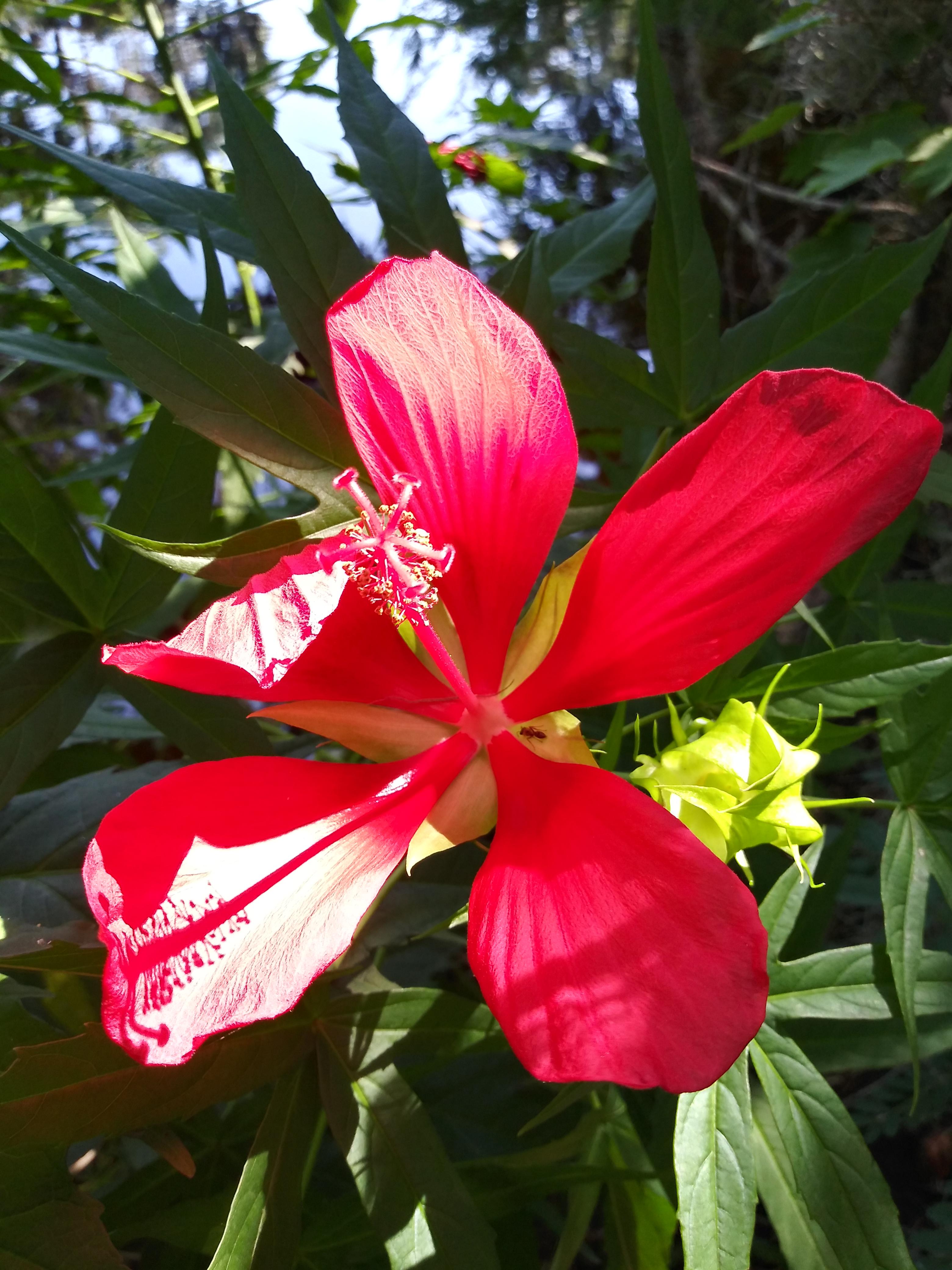 Found this pretty Swamp Hibiscus today. r/flowers