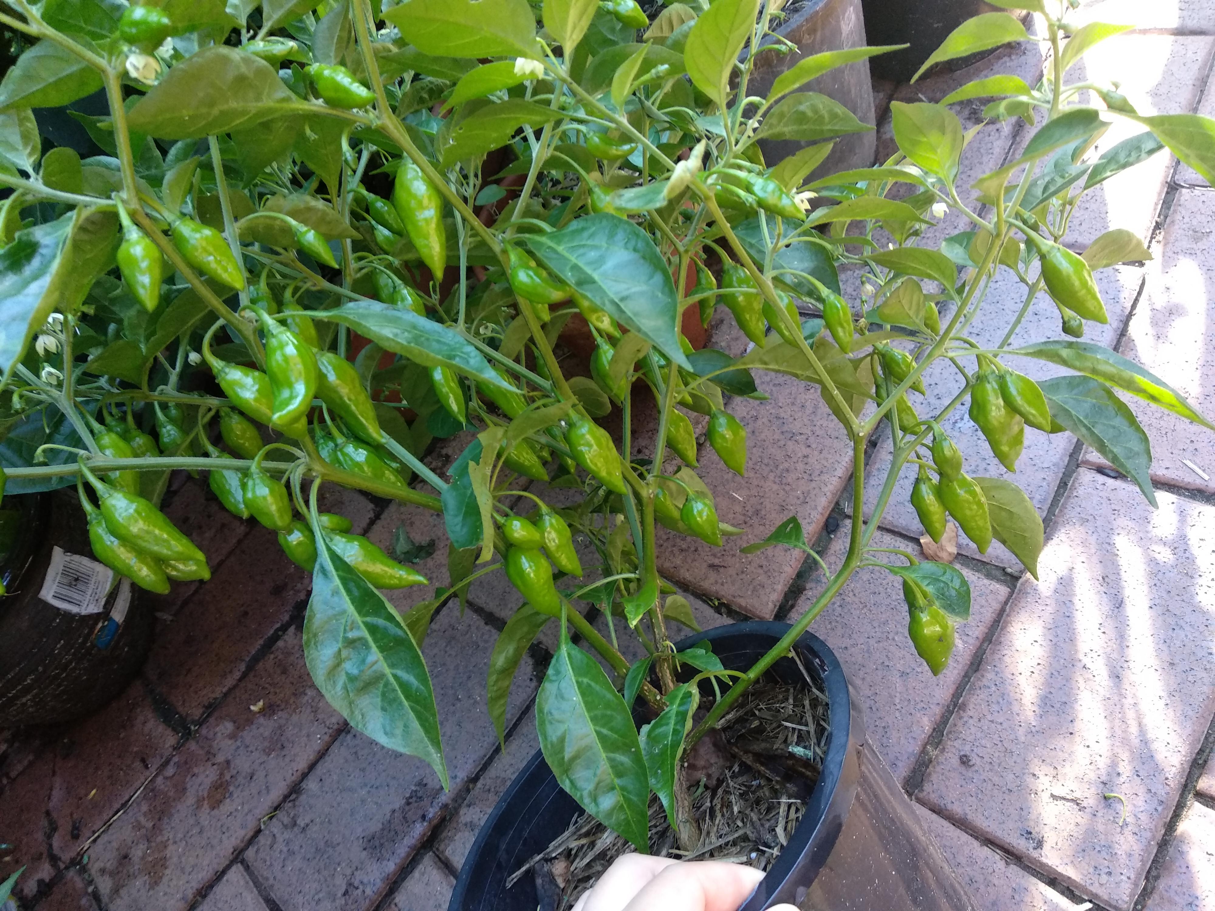 First time growing a Lemon drop pepper! It has a different pheno from
