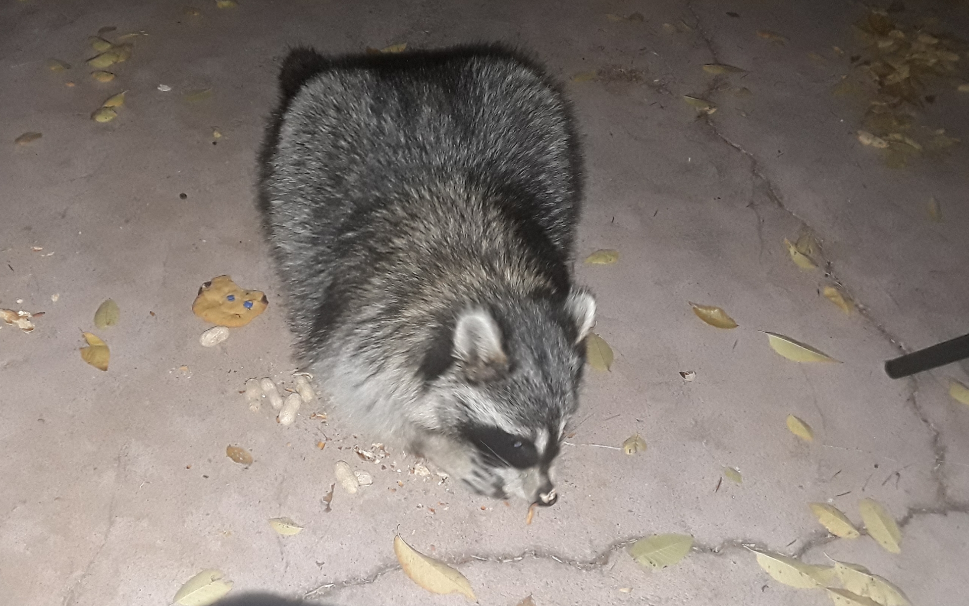 Rocket with her favorite snack r/Raccoons
