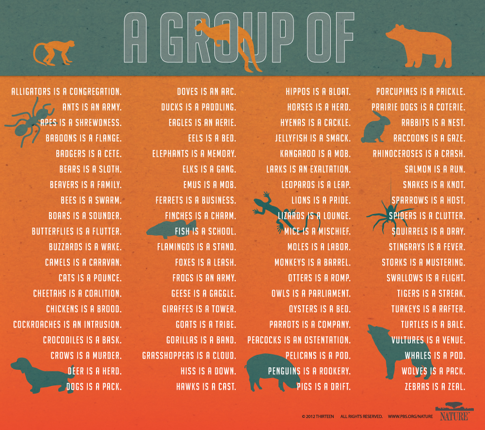 Animal grouping names r/coolguides
