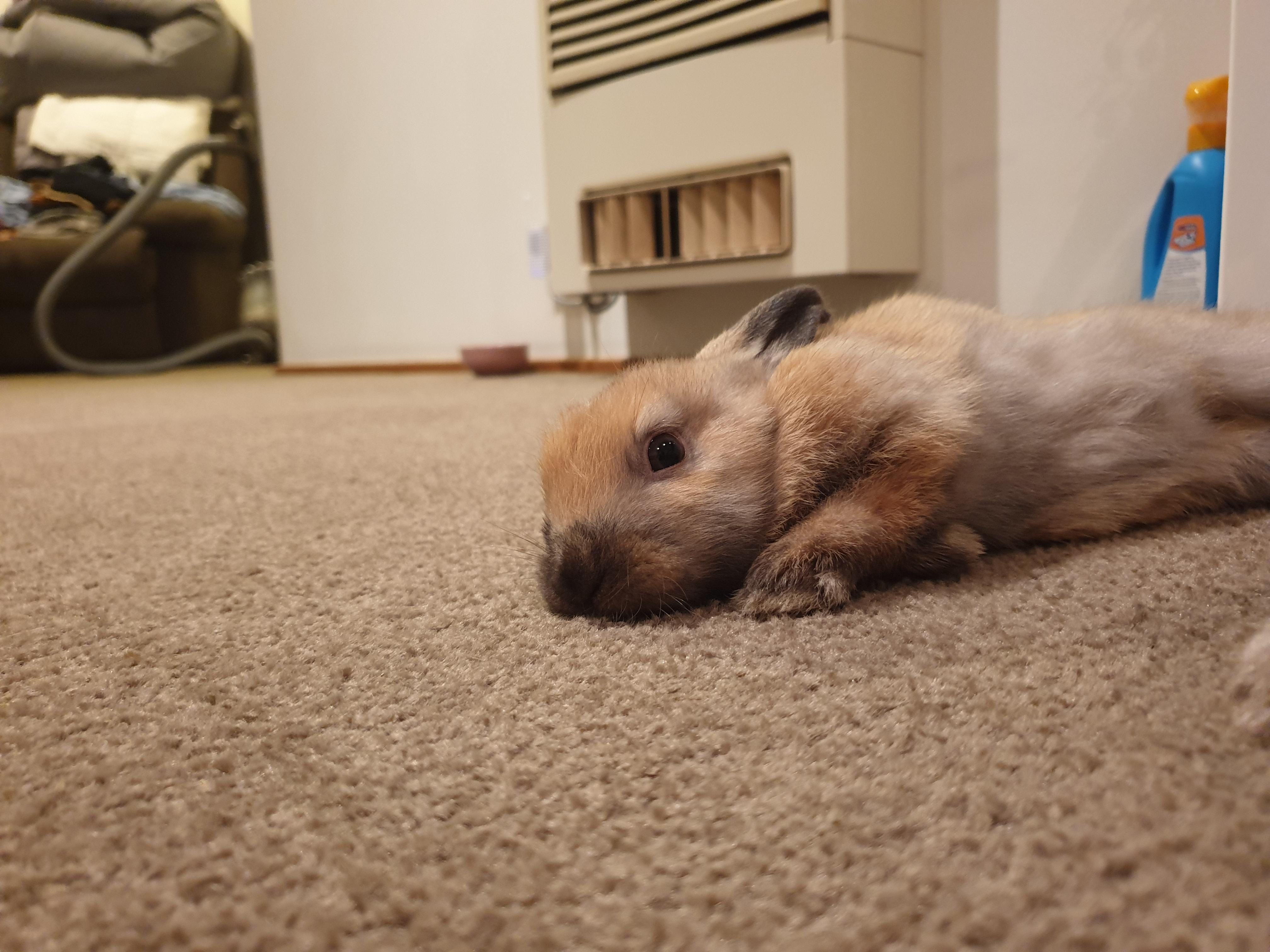our 8 week old bunny having a casual flop, after a long day in the