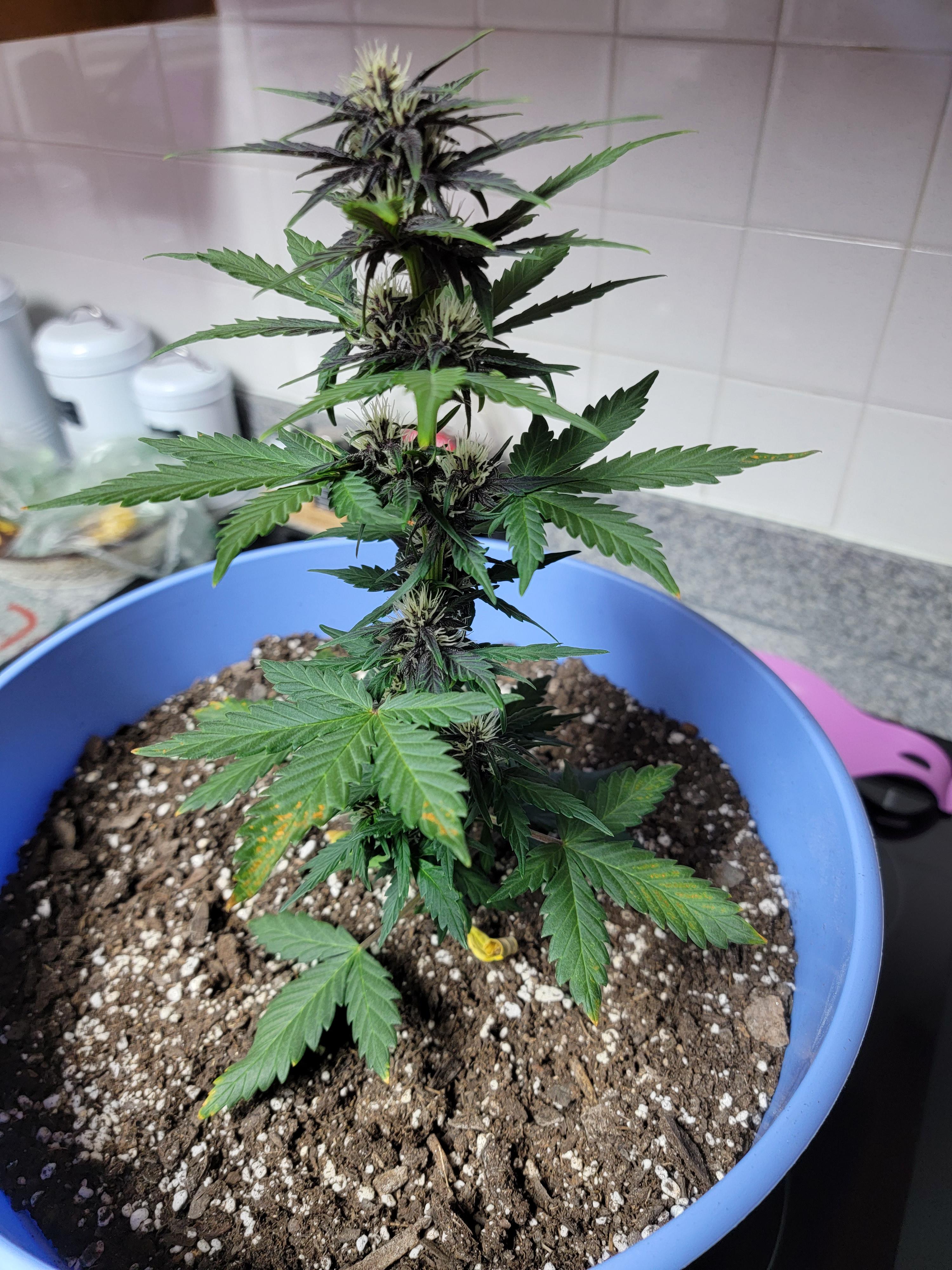 manganese deficiency? r/microgrowery