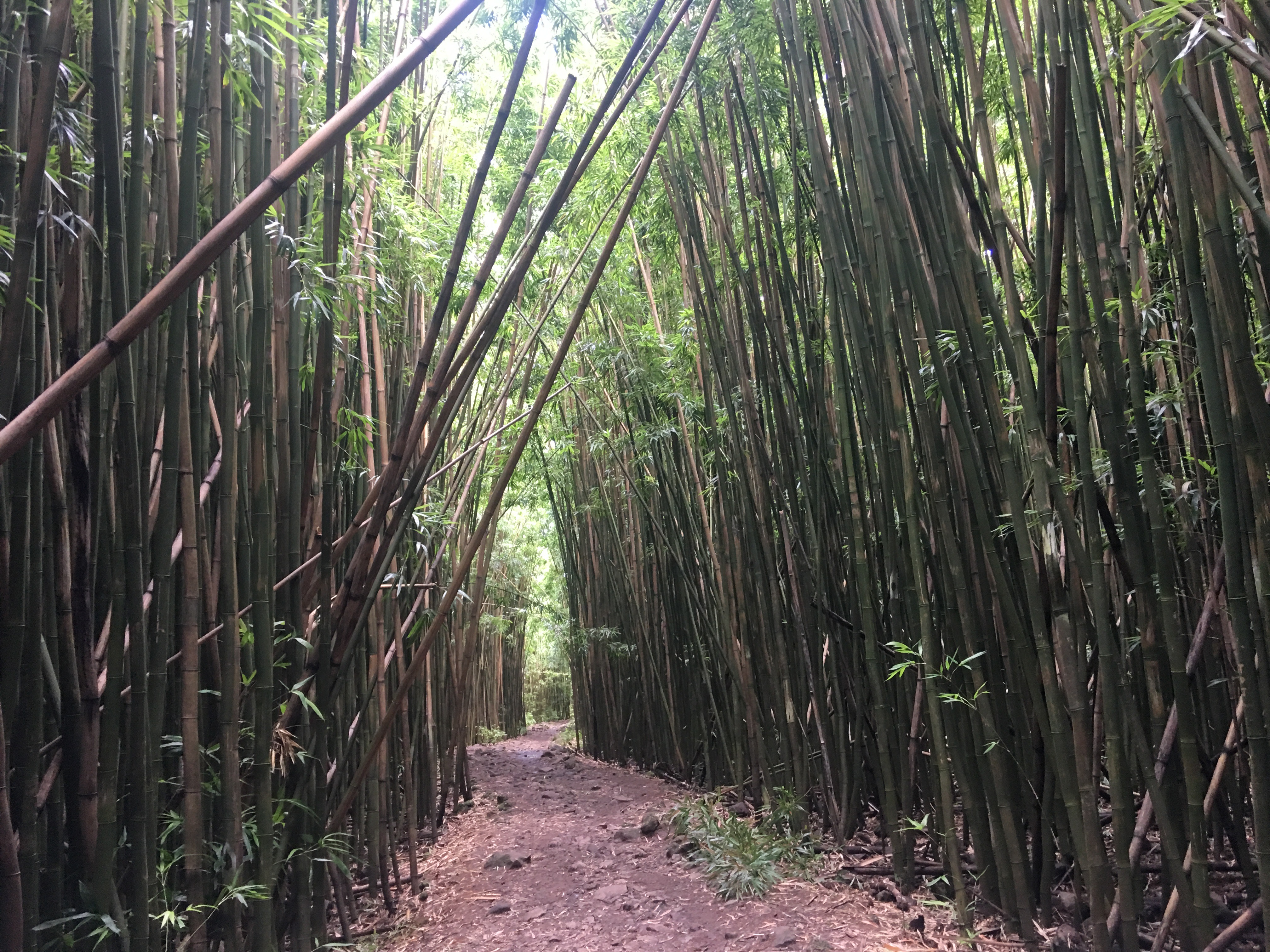 Bamboo forest in Haleakala National Park in Maui (on the Hana side