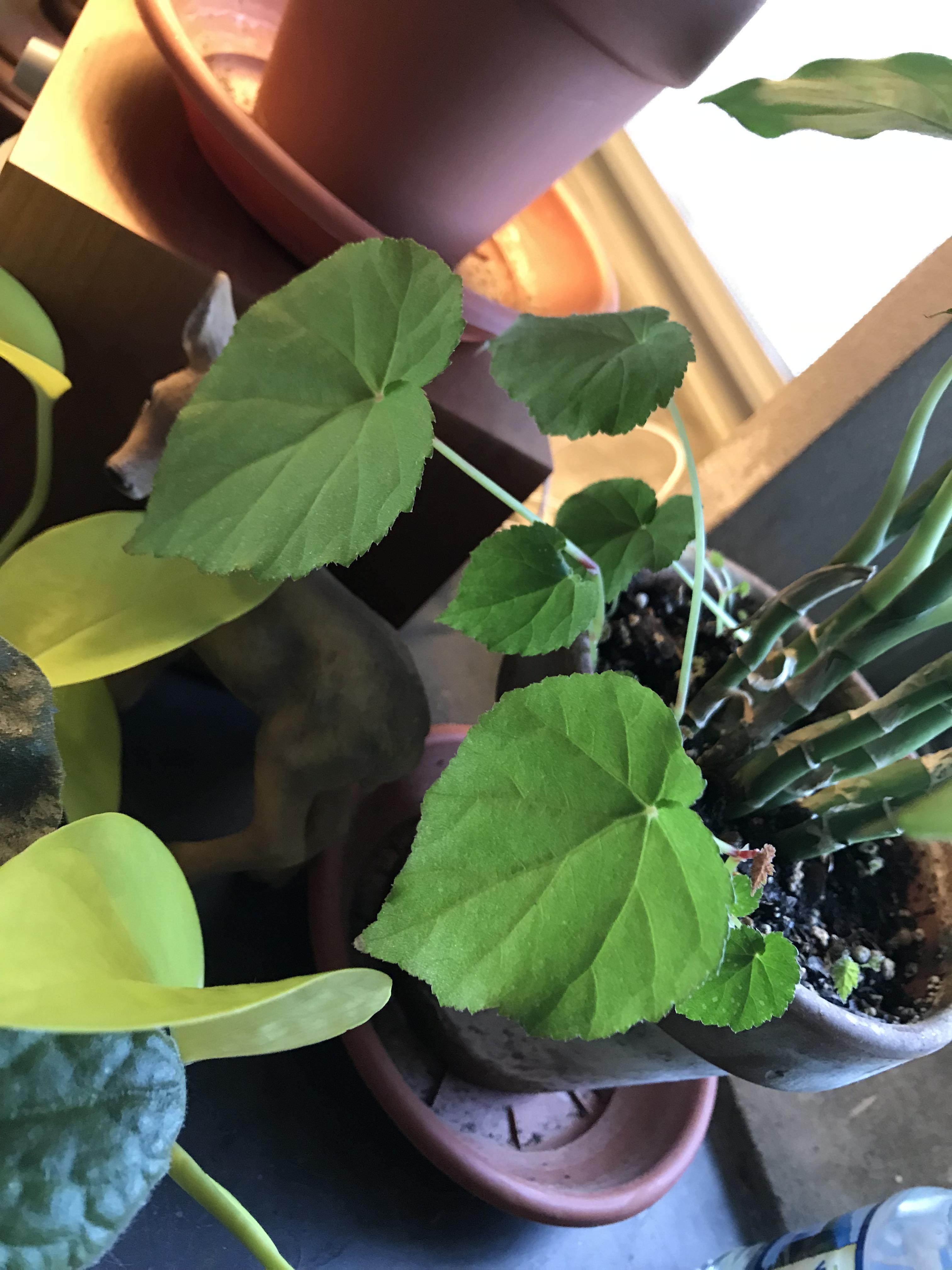 Been letting some surprise begonias that sprouted in my dieffenbachia