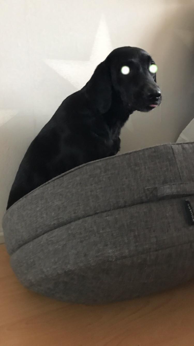 Cursed wheelie dog r/Cursed_Images