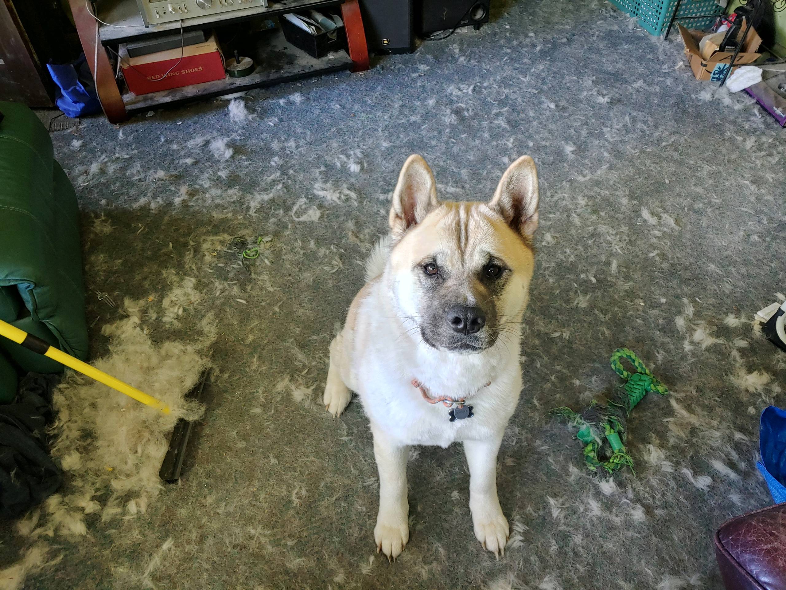 Question about when they blow their coats. Does anyone elses baby get a