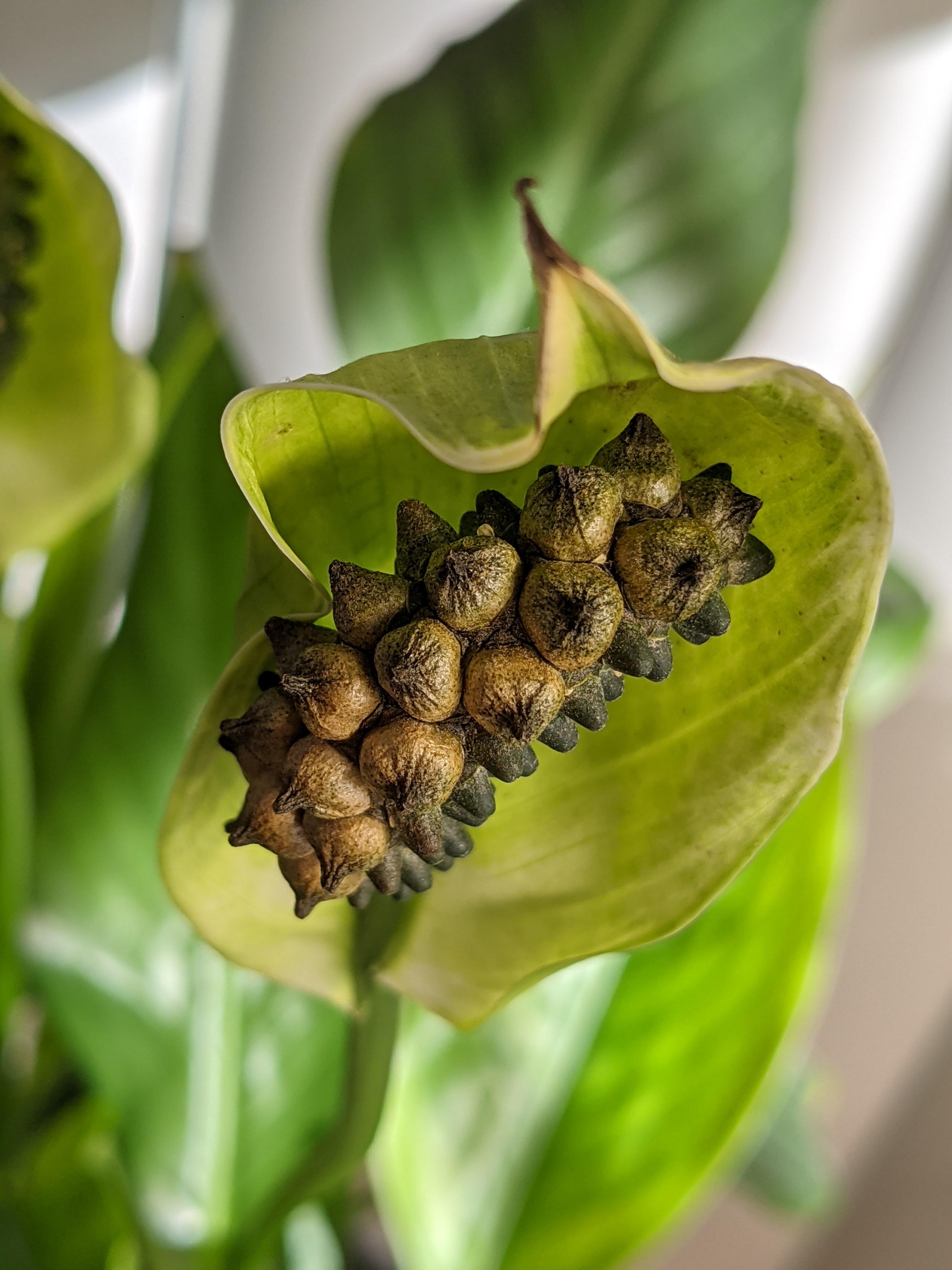 Peace Lily seed pod always wondered how they look like and couldn't