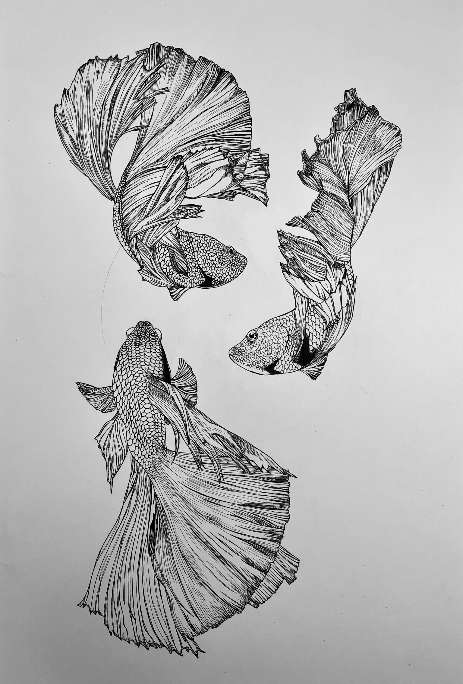 Ink Drawings Of Fish