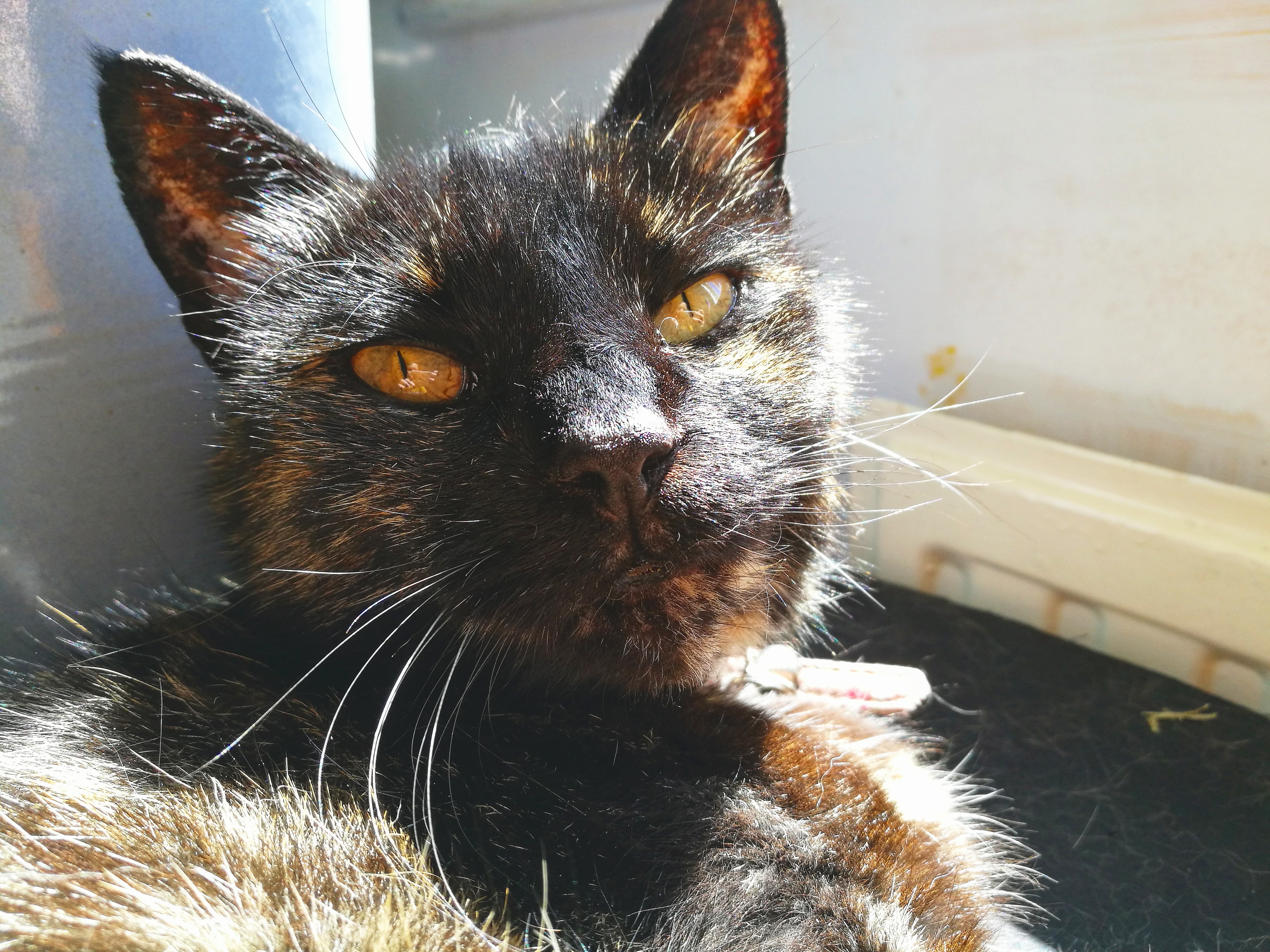 This is Fudge. Fudge is 15 and loves to play in the back garden but