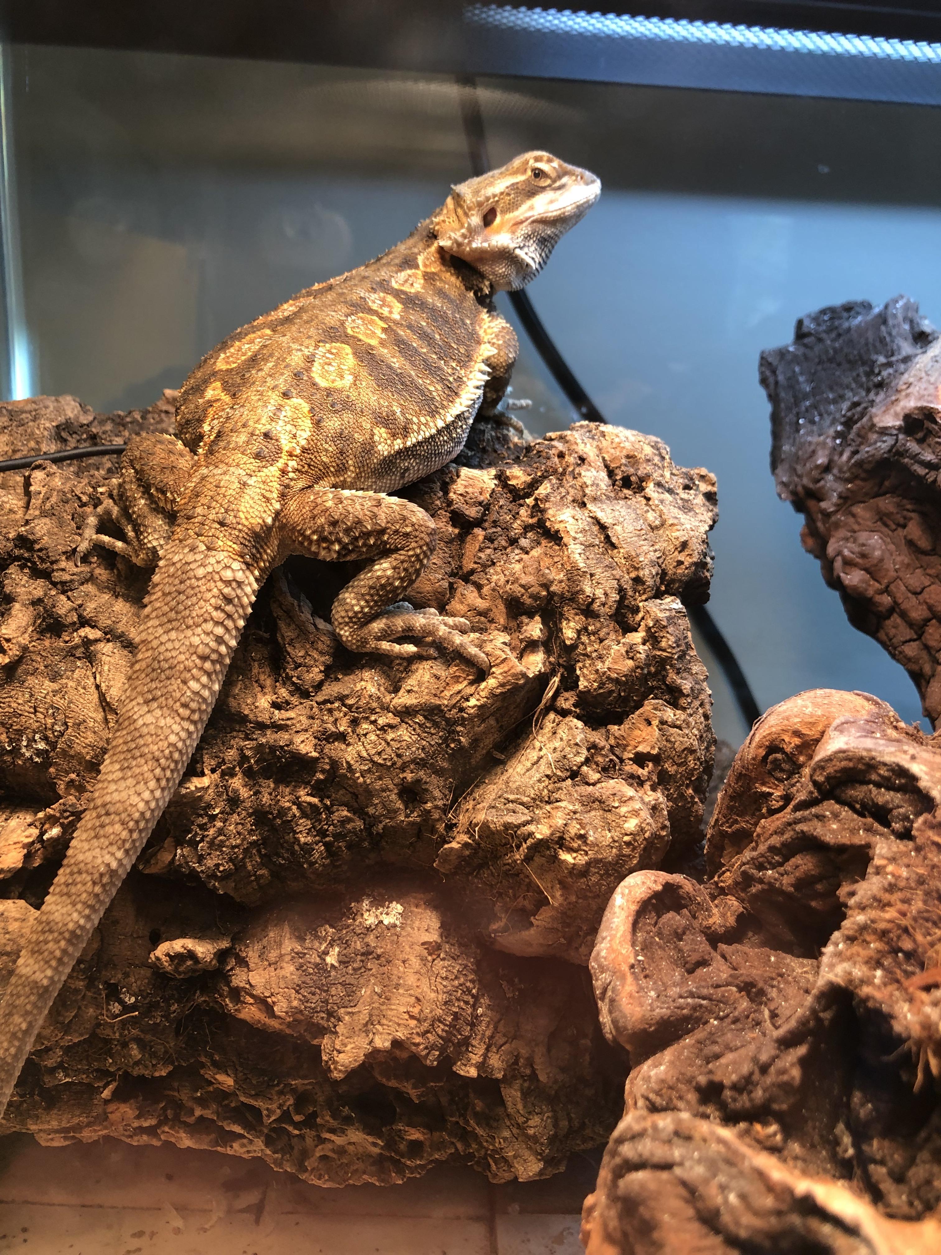 Constantly smoky eyes. bearded dragon