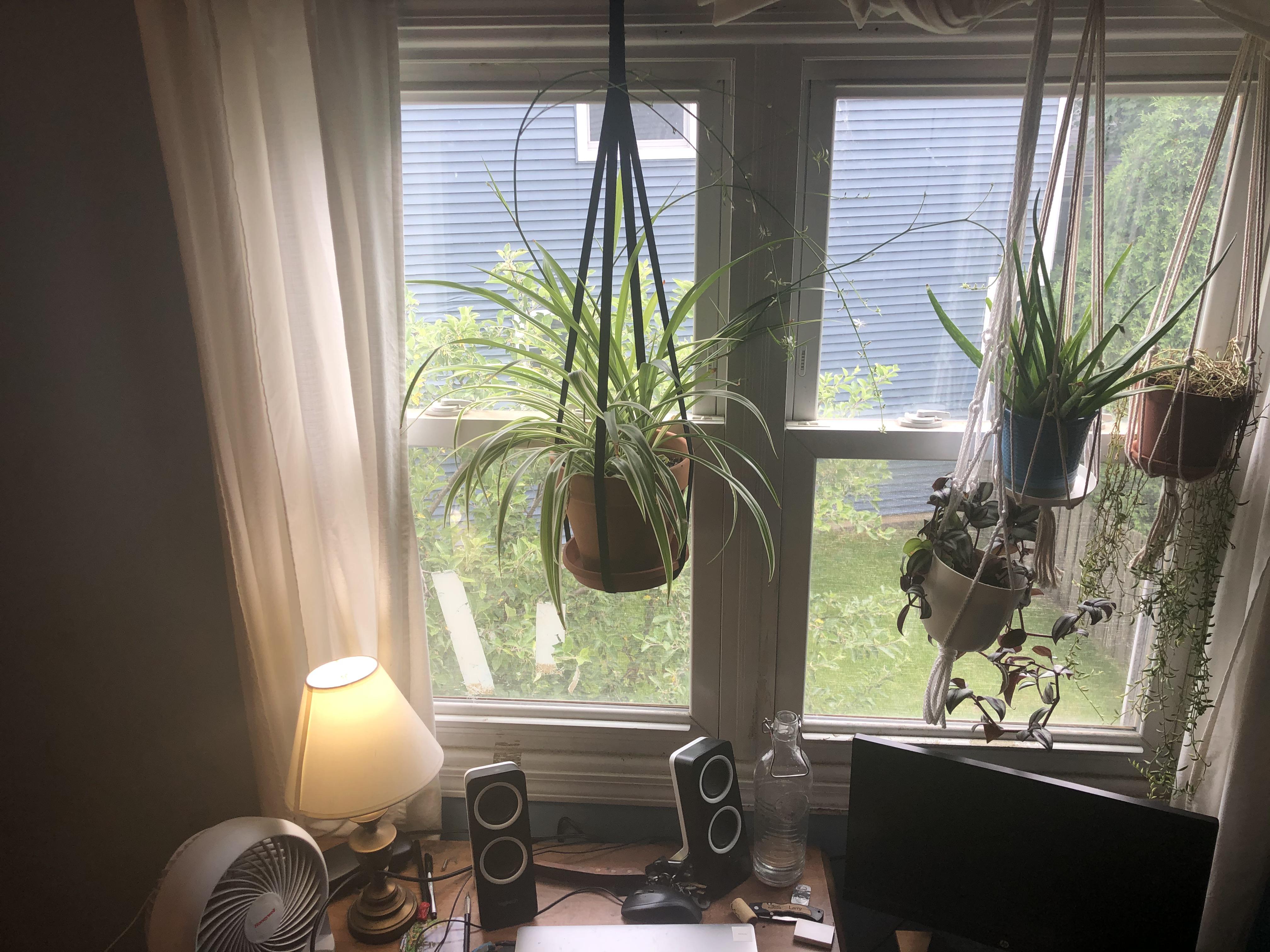 Spider plant taking full advantage of the window