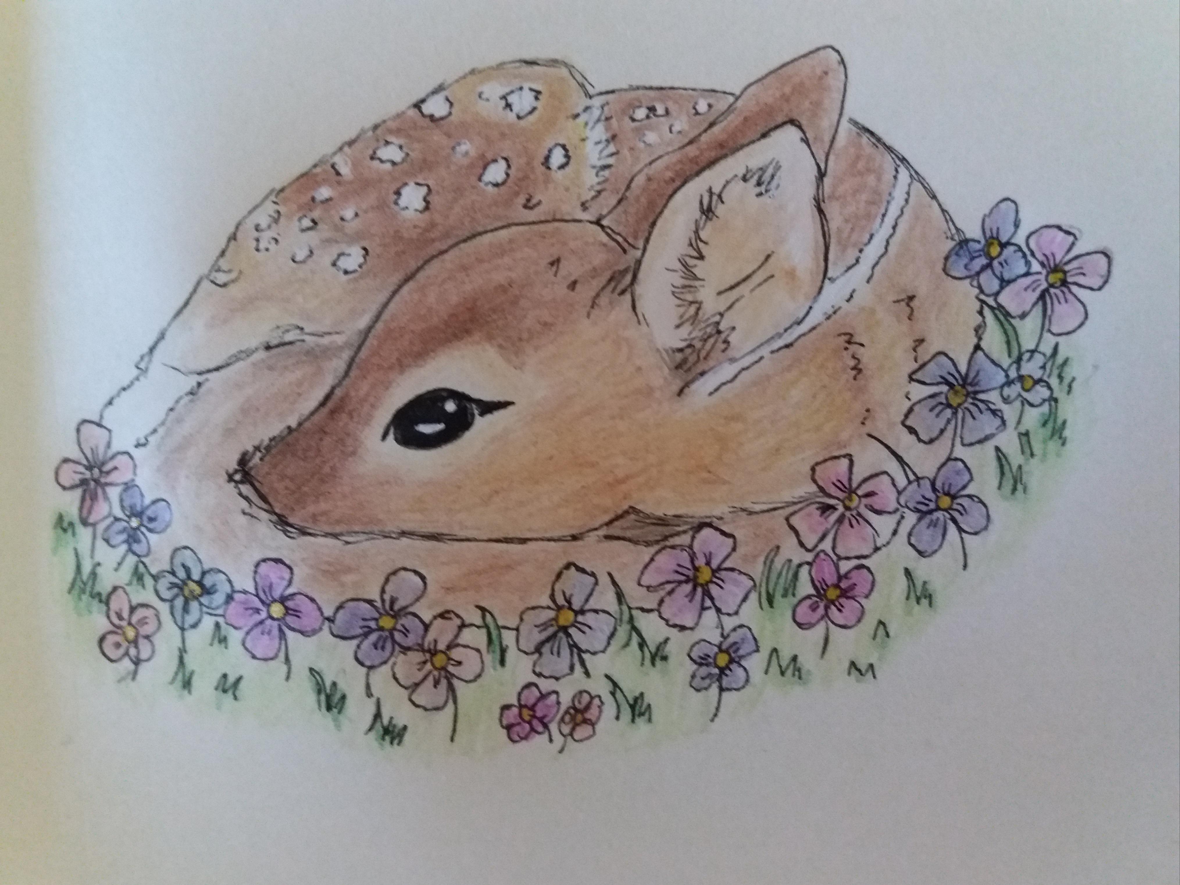 Baby deer with color pencil r/drawing
