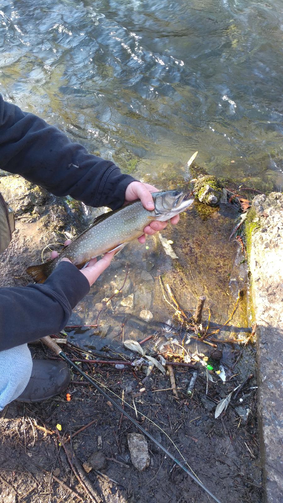 A beauty from the Yellow Breeches in Pa. flyfishing