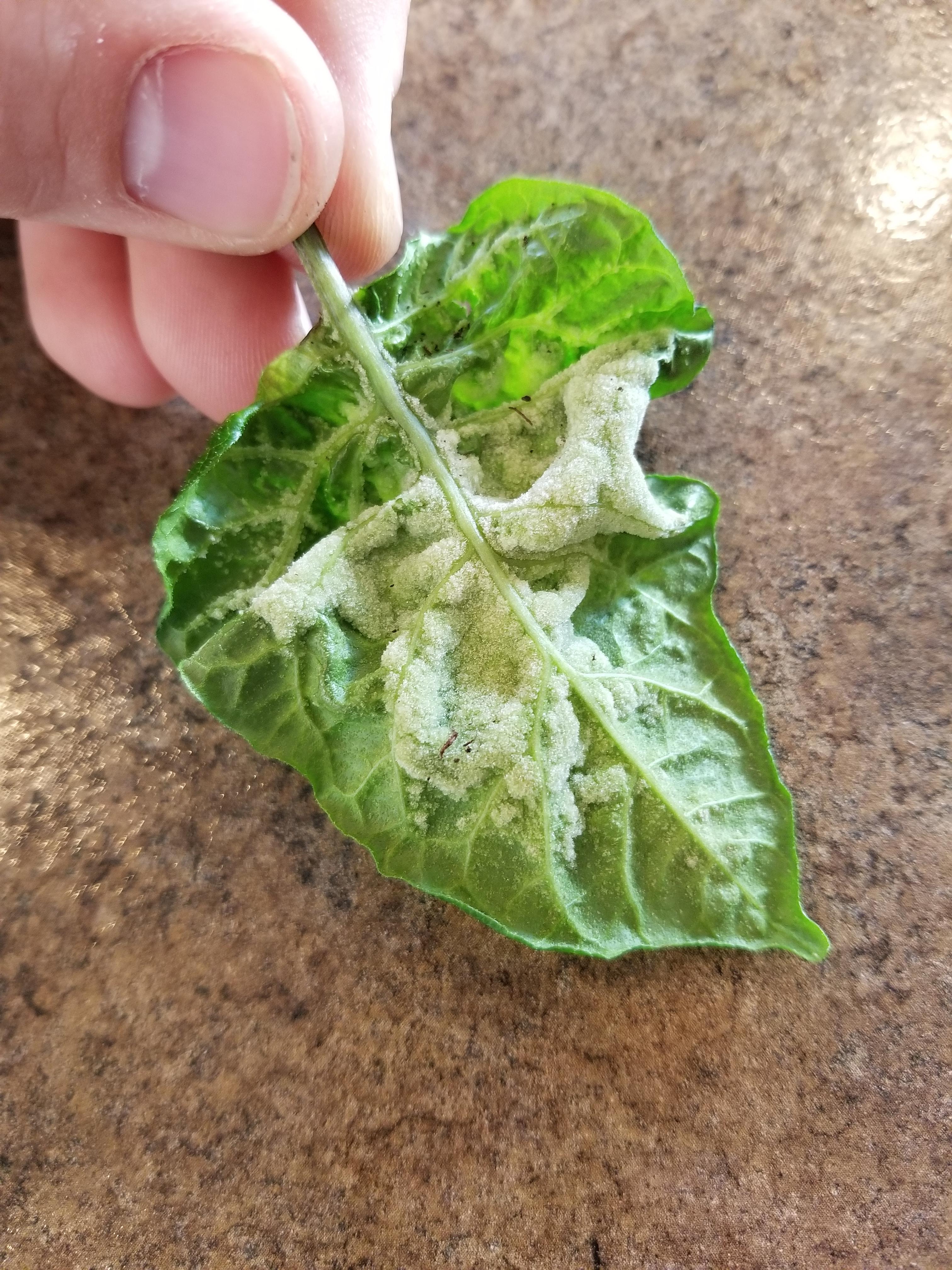 White waxy buildup enderneath leaves? r/HotPeppers