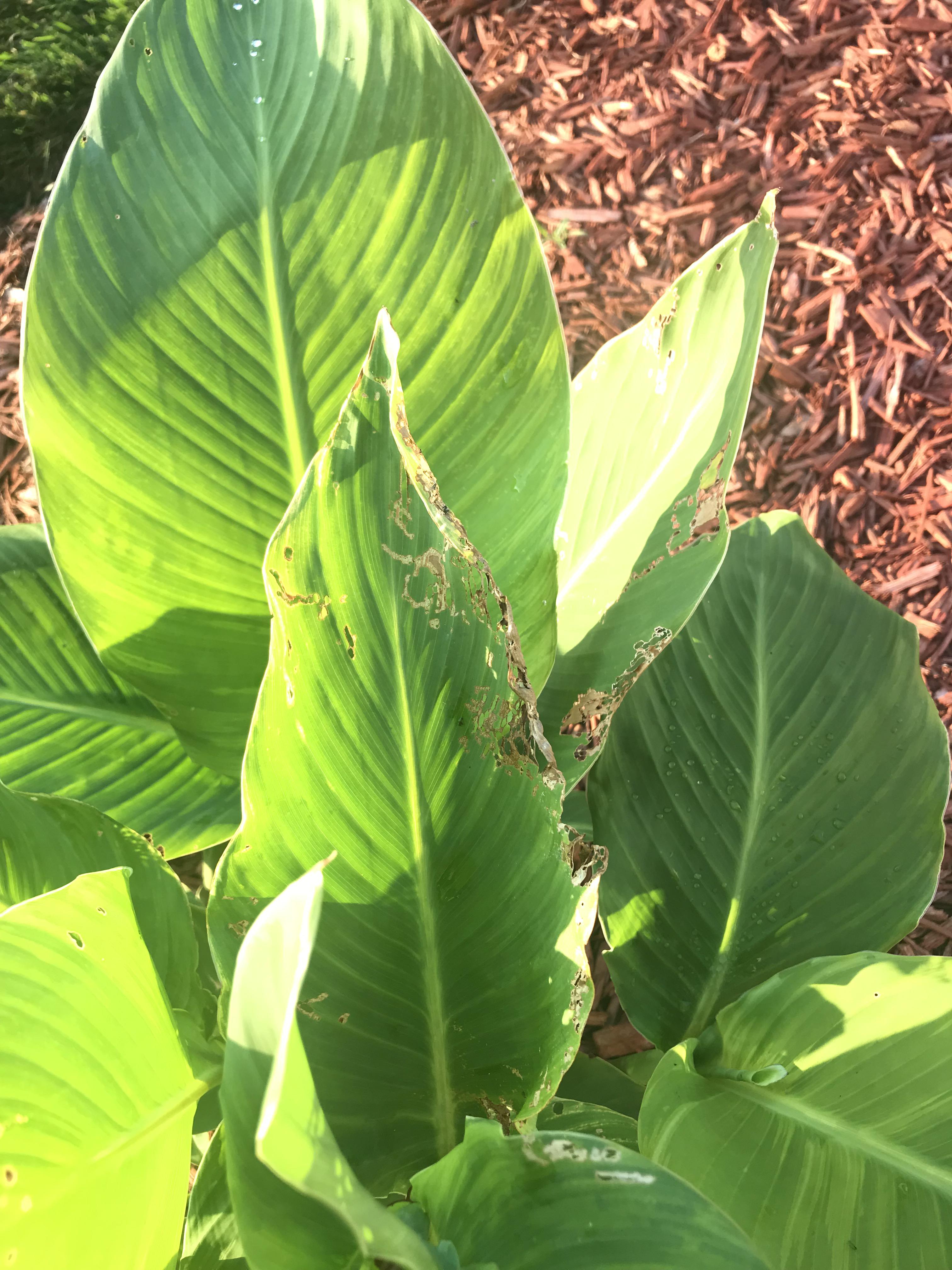 Does anyone know what could be eating my canna lilies? r/Horticulture