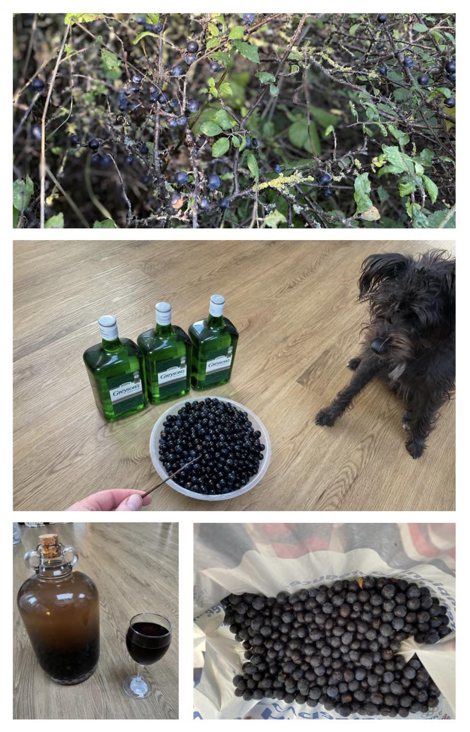 Does anyone else go foraging? It’s Sloe season in England (if frozen before use), which means it