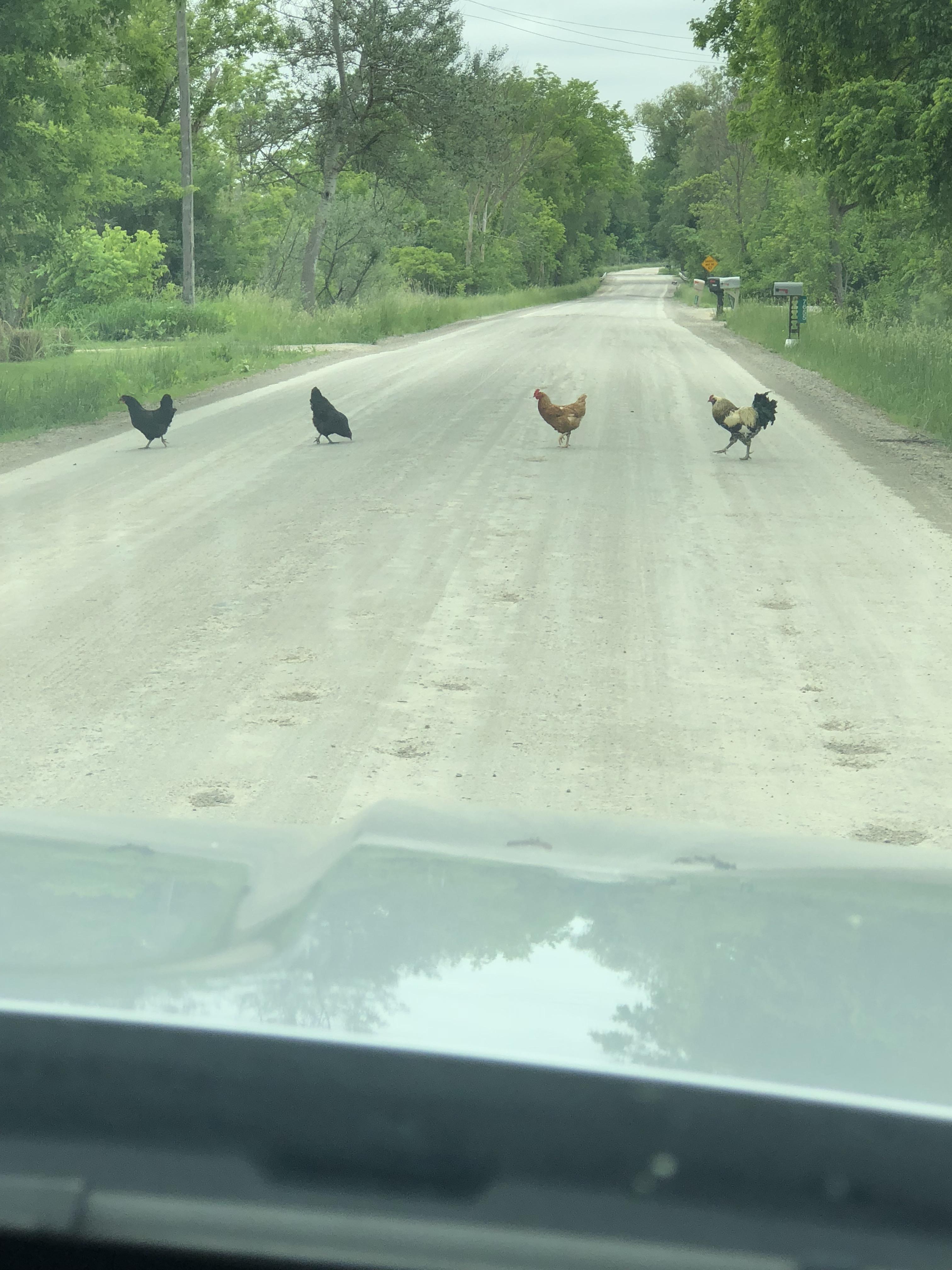 Chickens crossing the road. r/mildlyinteresting