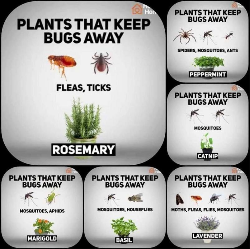 10 Plants that keep Mosquitoes and Flies away 🍃🦟 mosquito repellent