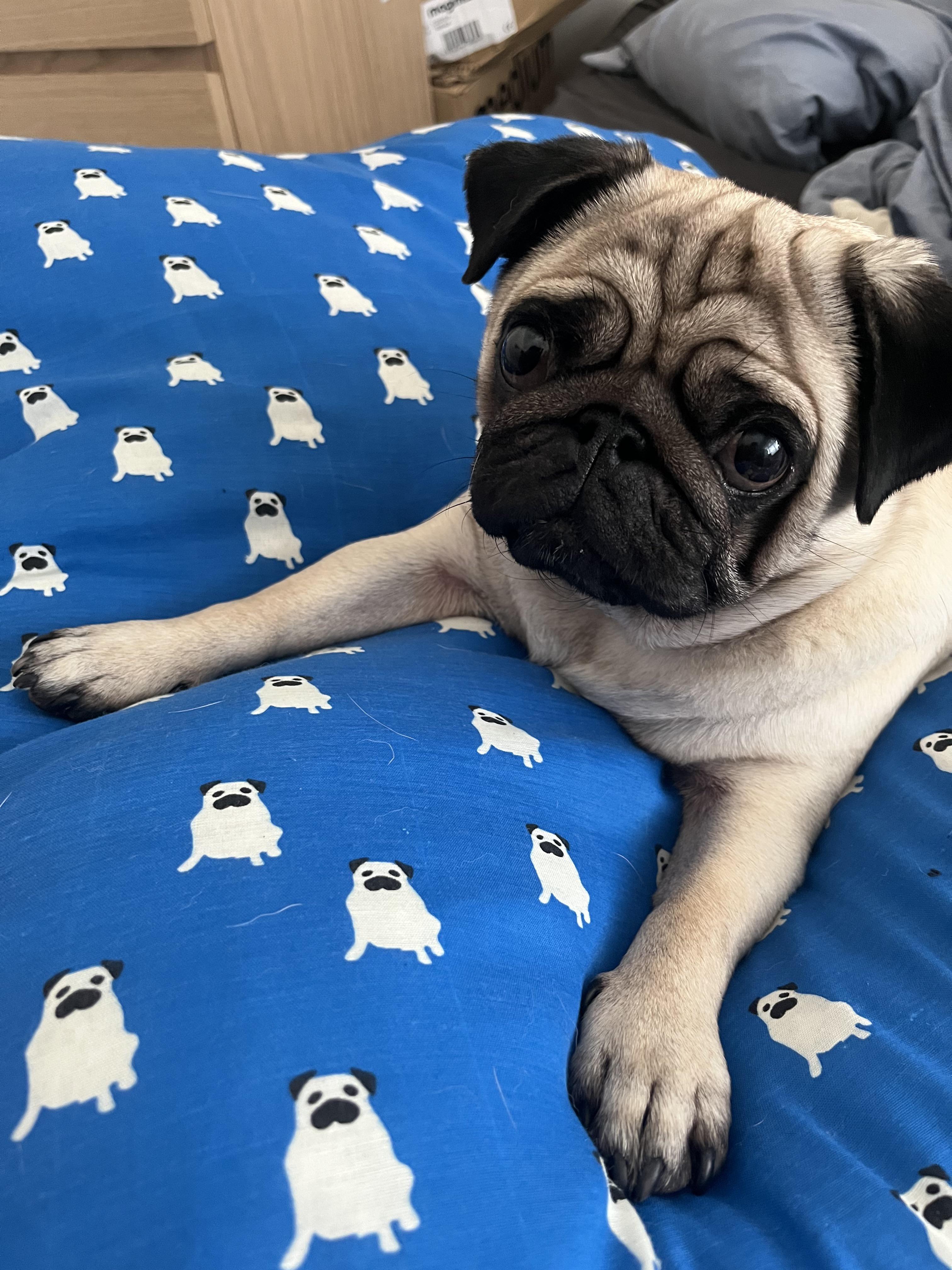 Bowie enjoying his new bed r/pugs